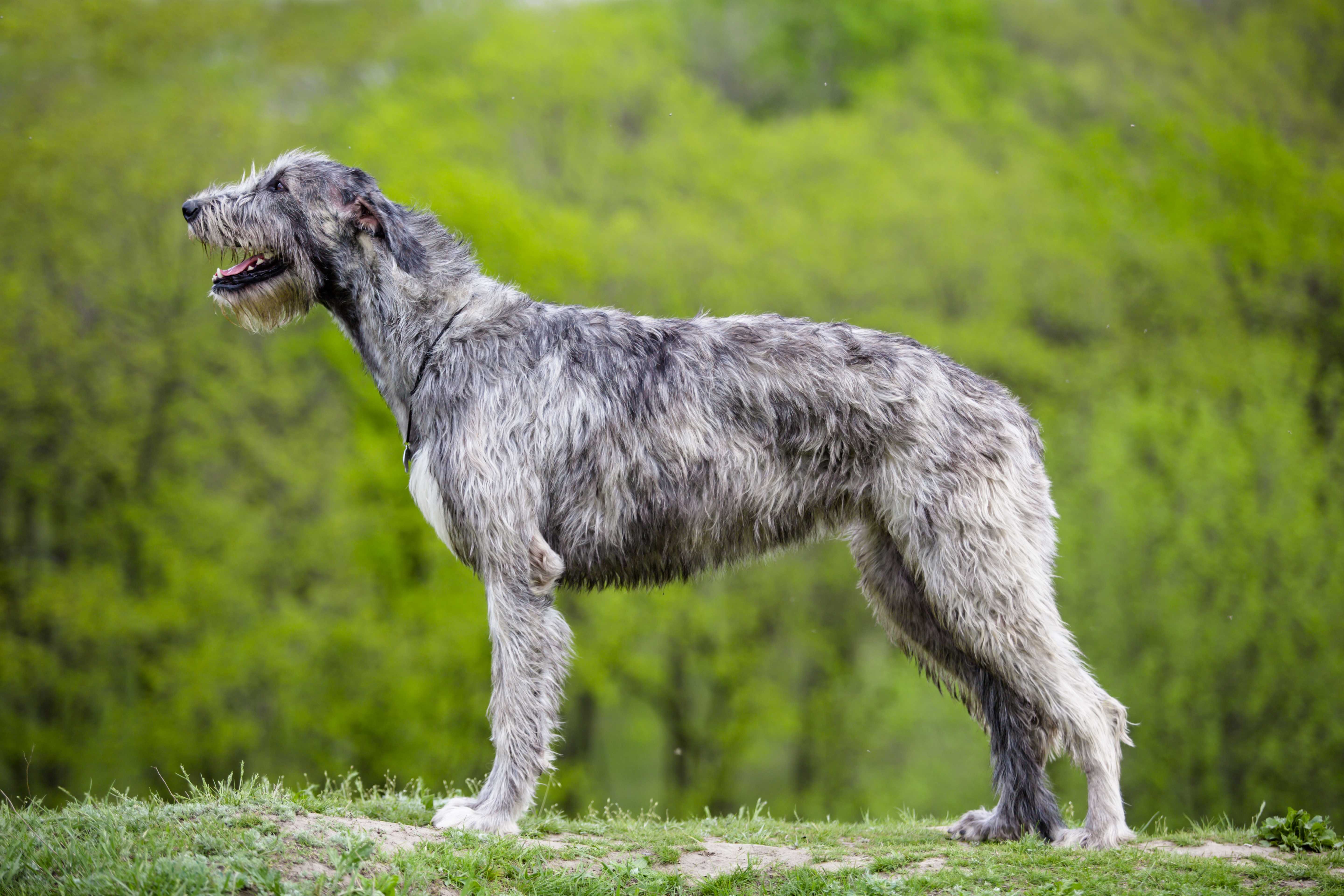 Irsk ulvehund Irsk ulvehund
