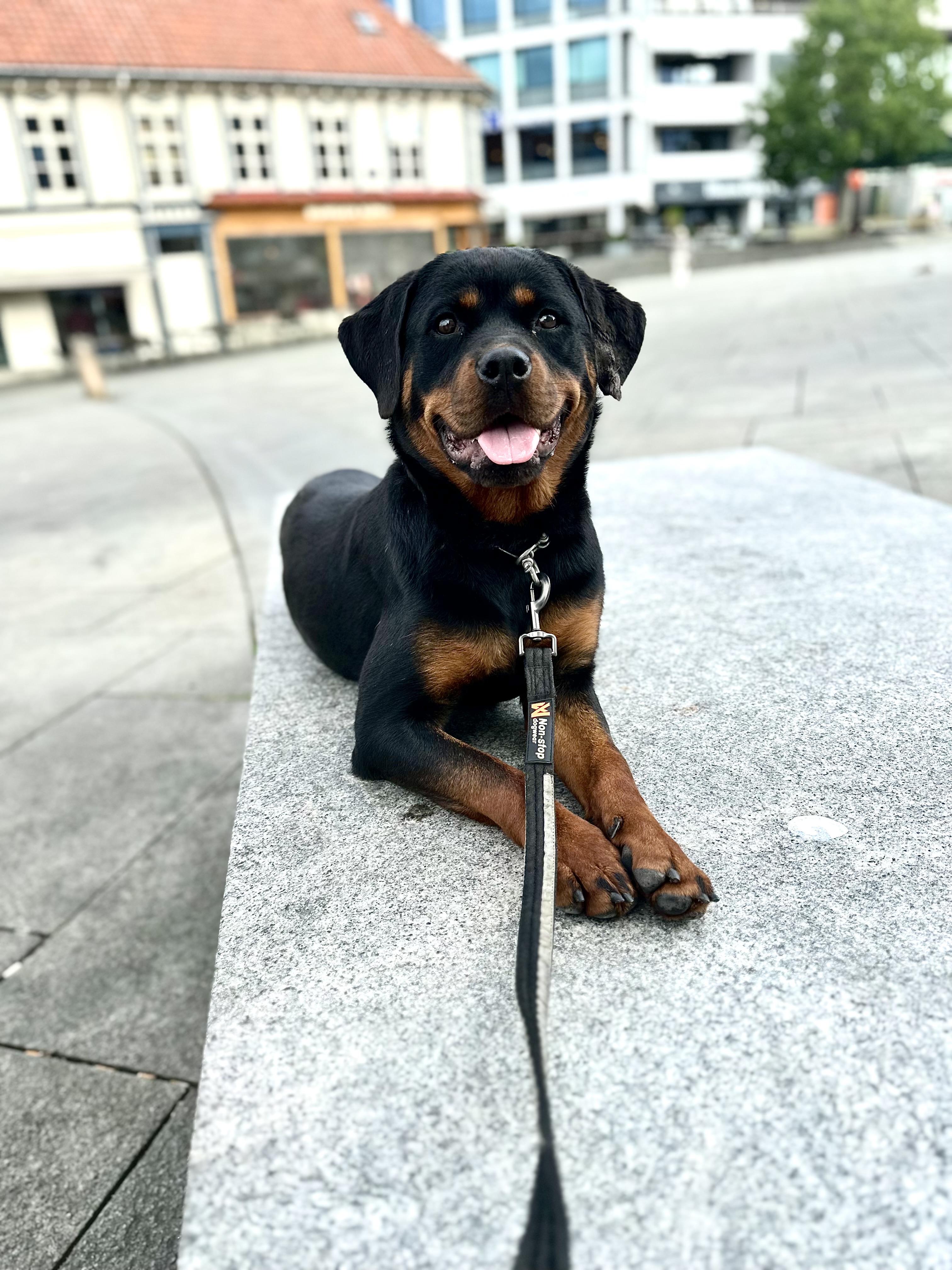 Roxy Roxy