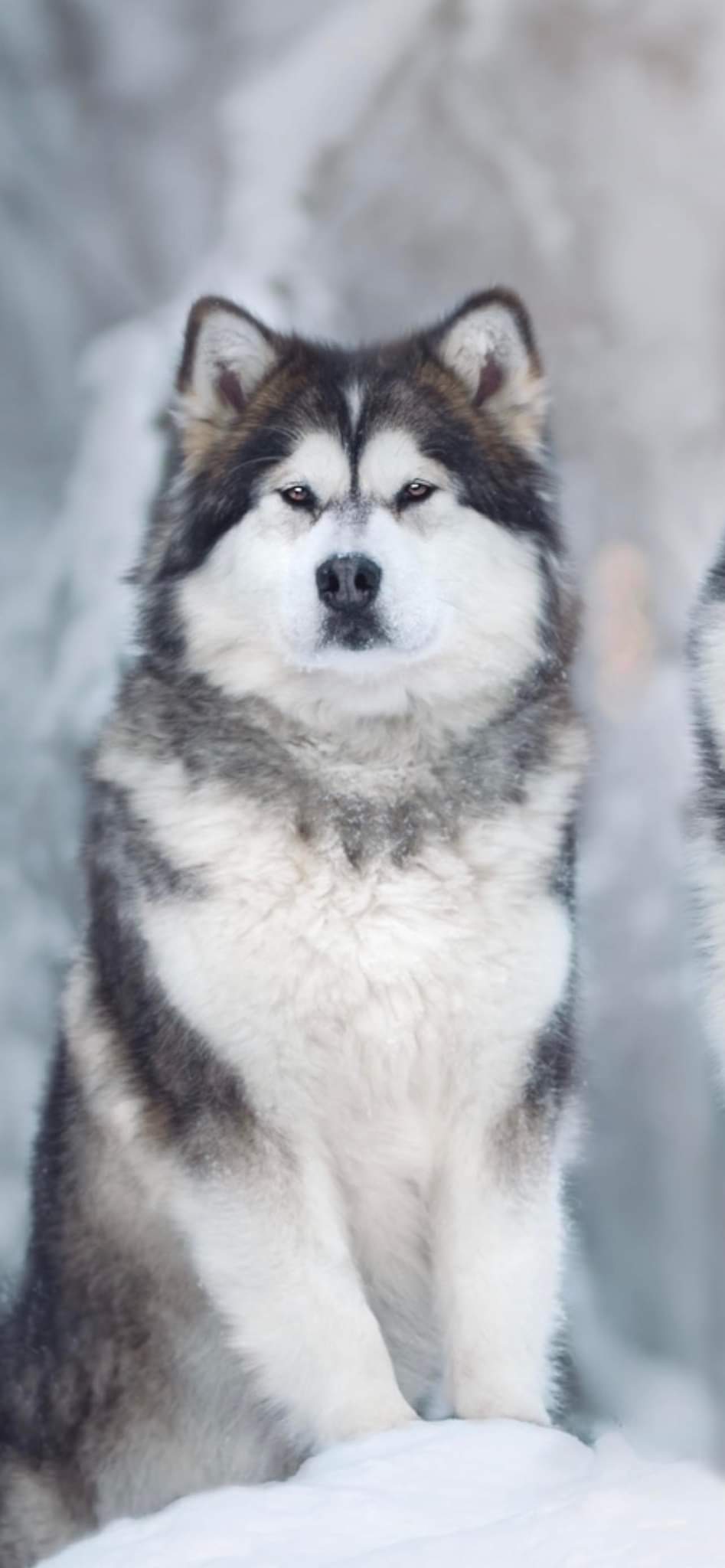 Vår Vår