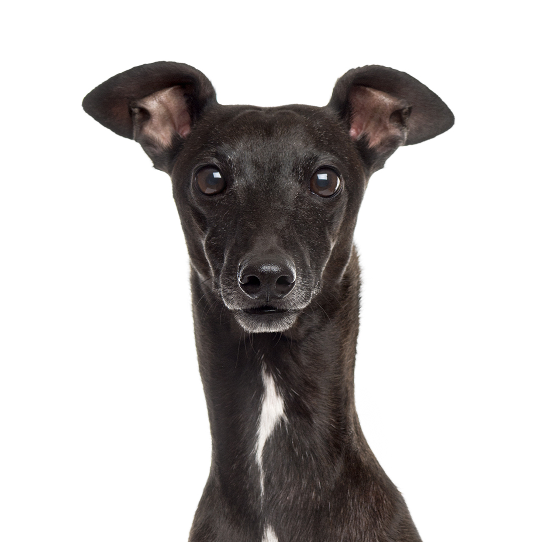 Greyhound Greyhound