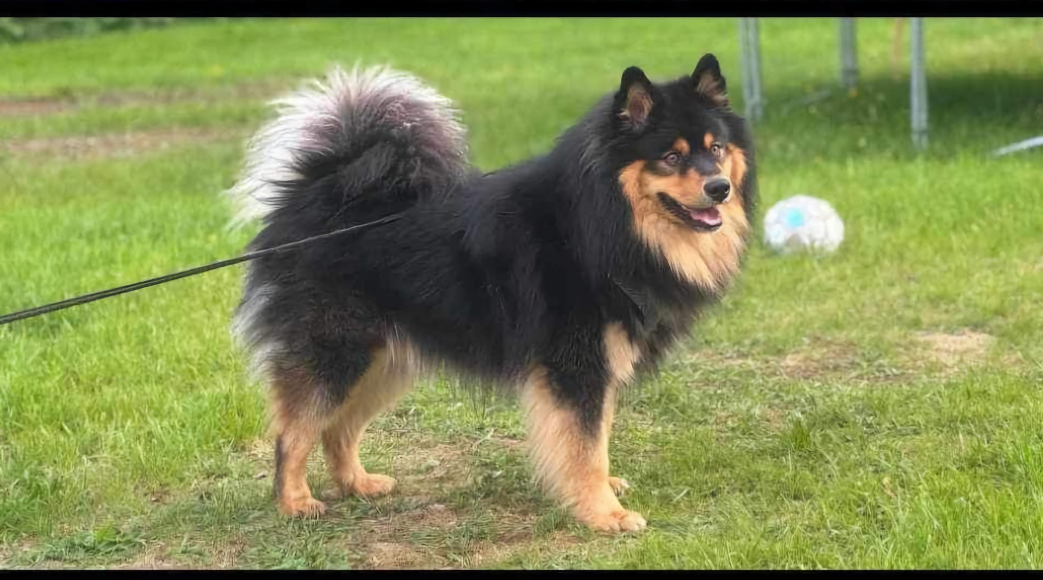 Koda Koda