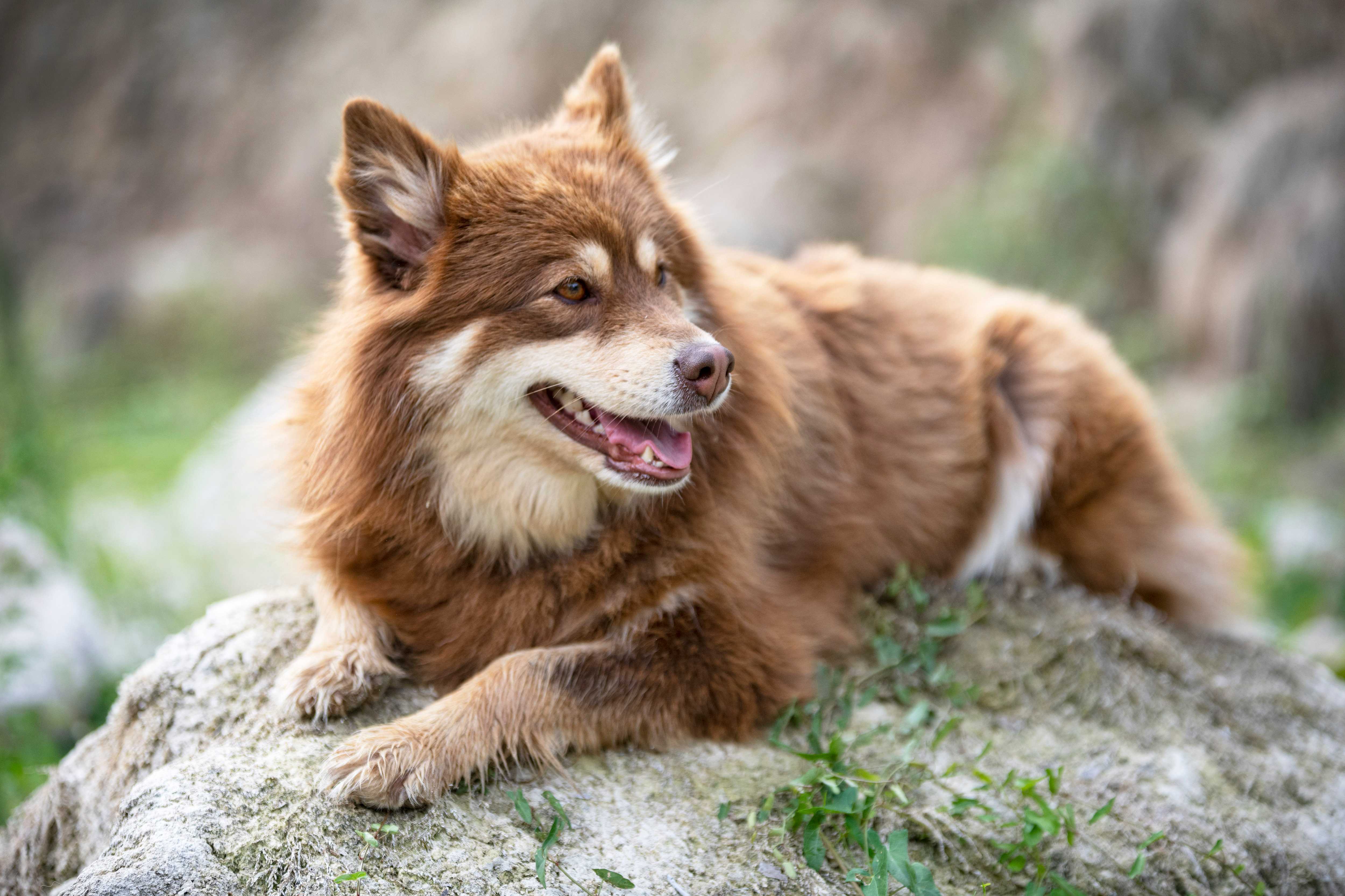 Finsk lapphund Finsk lapphund