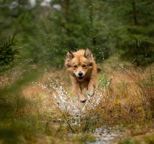 Bli med i vårt hundeglade fellesskap Bli med i vårt hundeglade fellesskap
