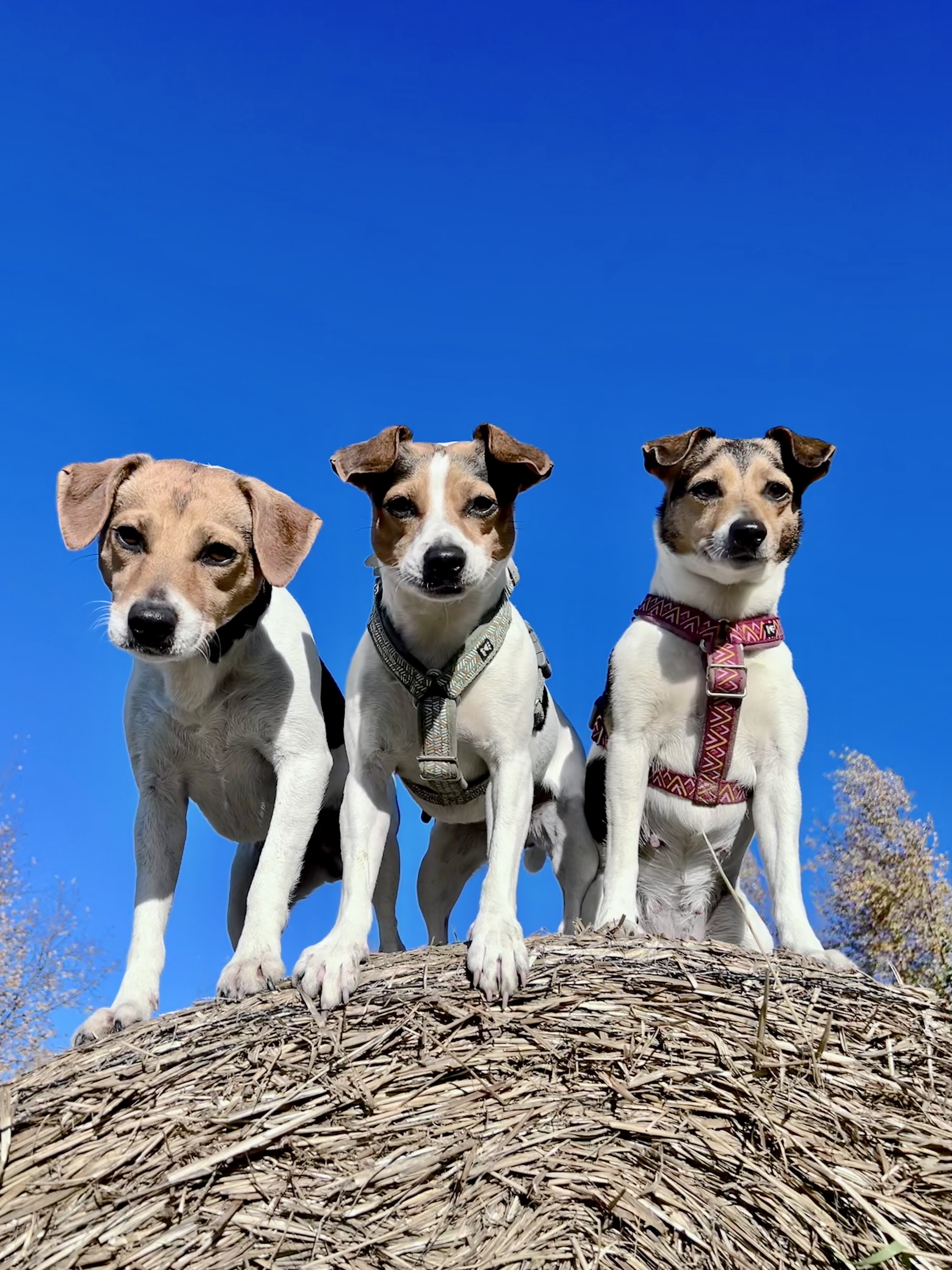 Kennel Snilløre