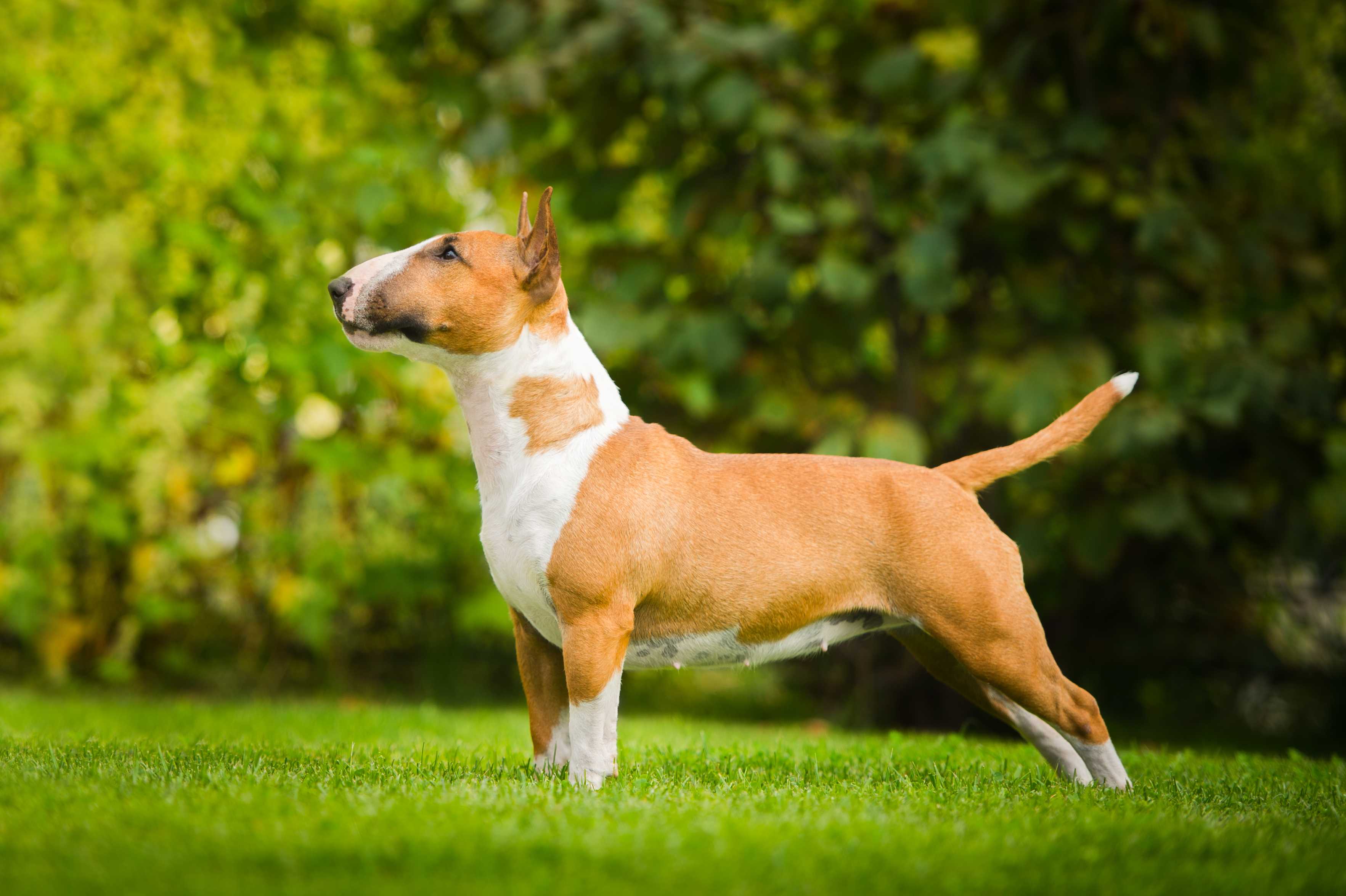 Bull terrier Bull terrier