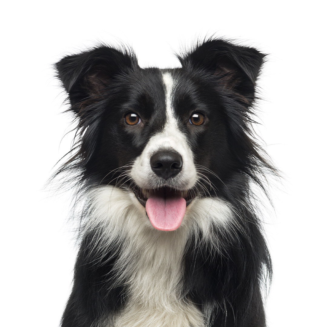 Border collie Border collie