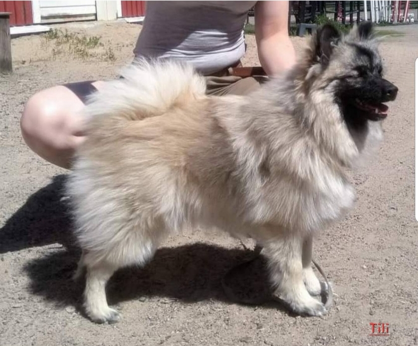 Mahti Vahdin Dione, aka Tili Mahti Vahdin Dione, aka Tili