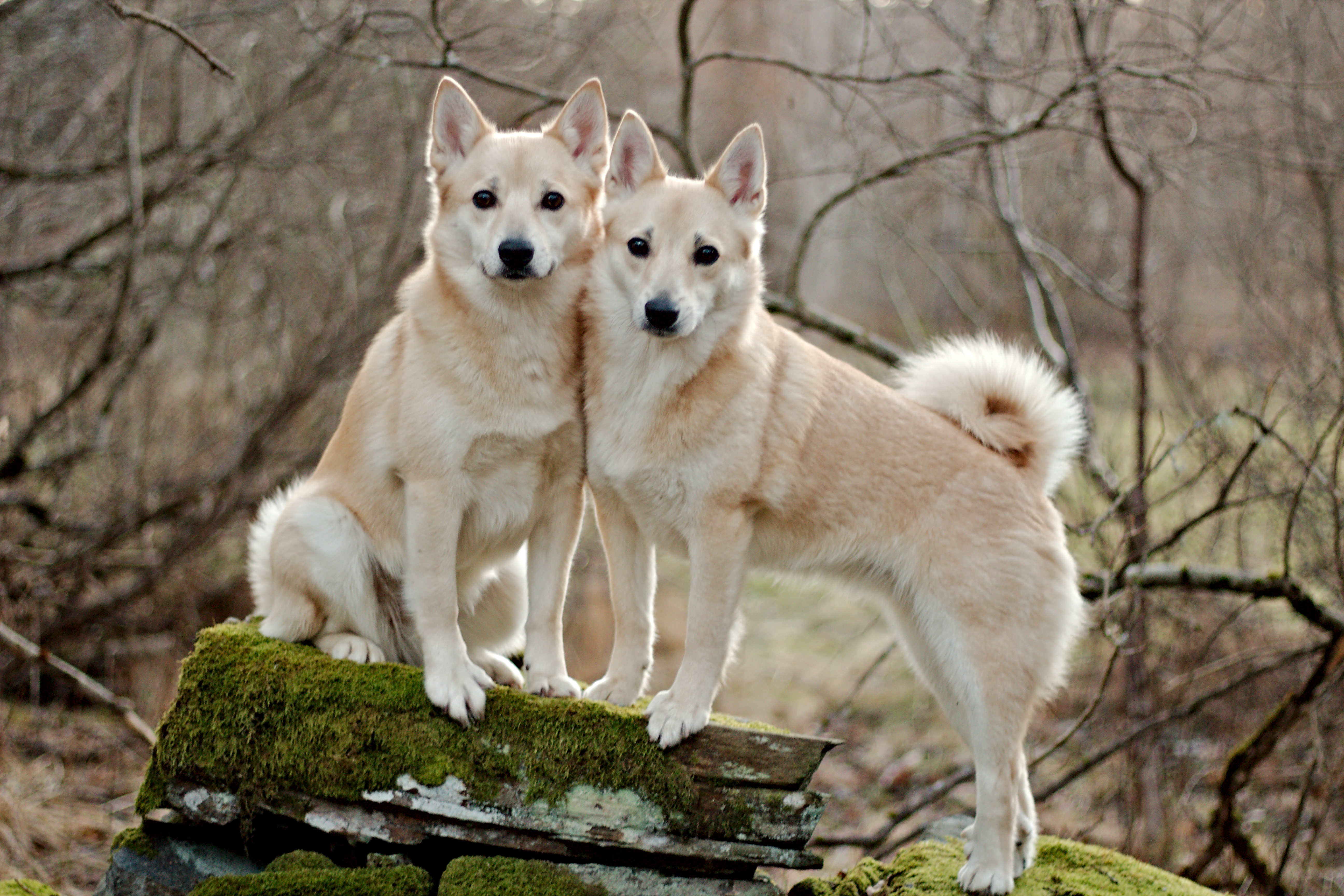 Norsk buhund Norsk buhund