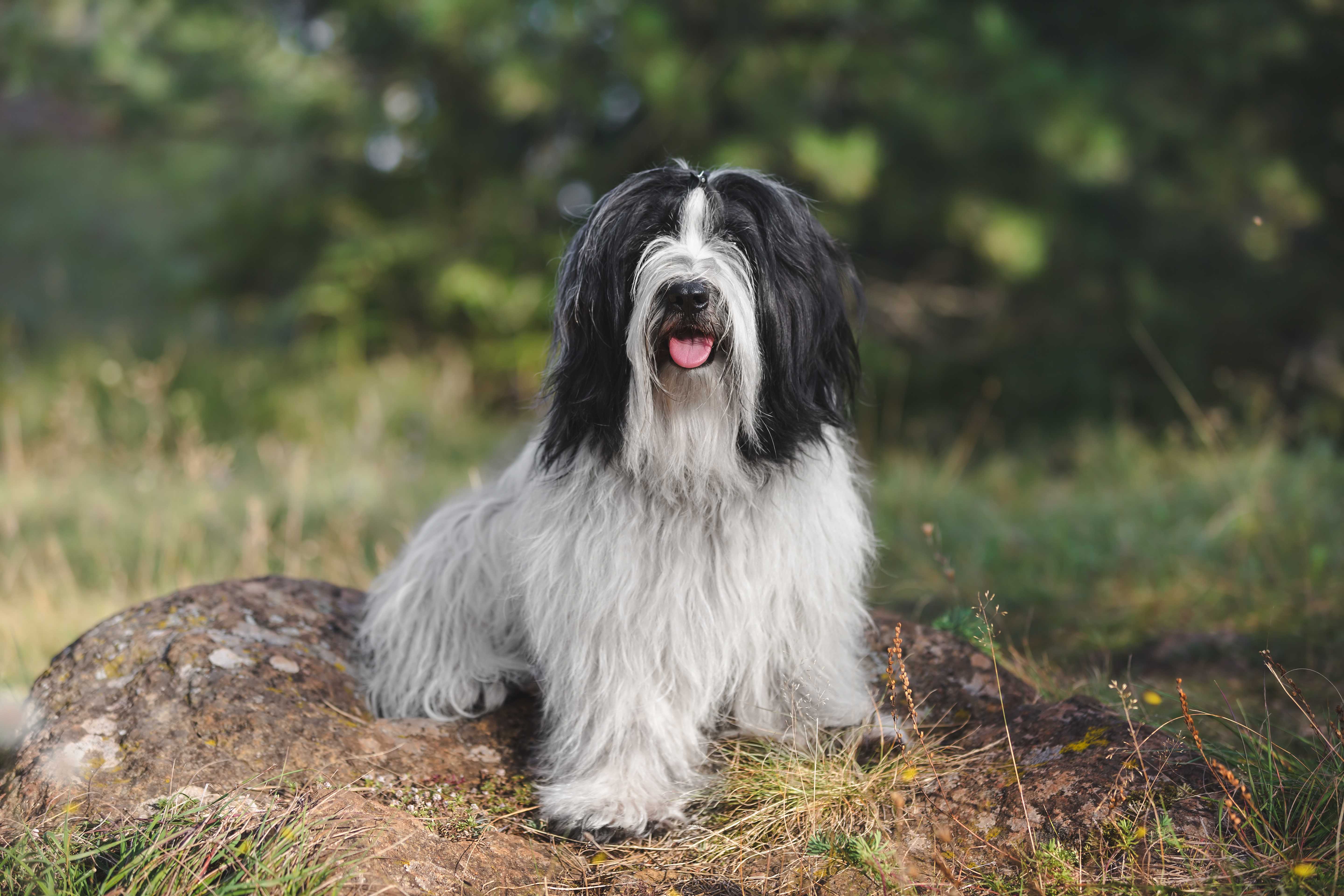 Tibetansk terrier Tibetansk terrier