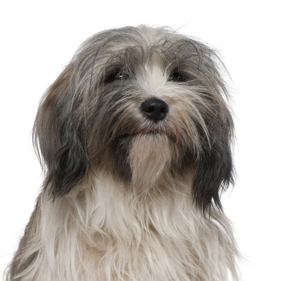 Tibetansk terrier Tibetansk terrier