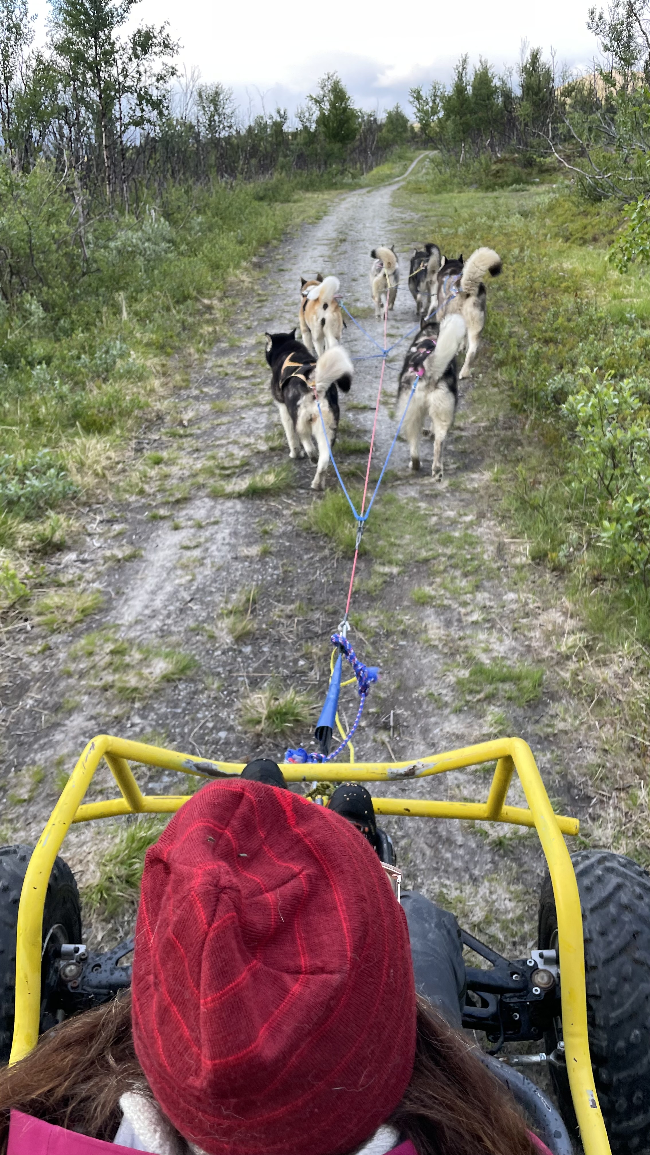 Polarlys Mutte