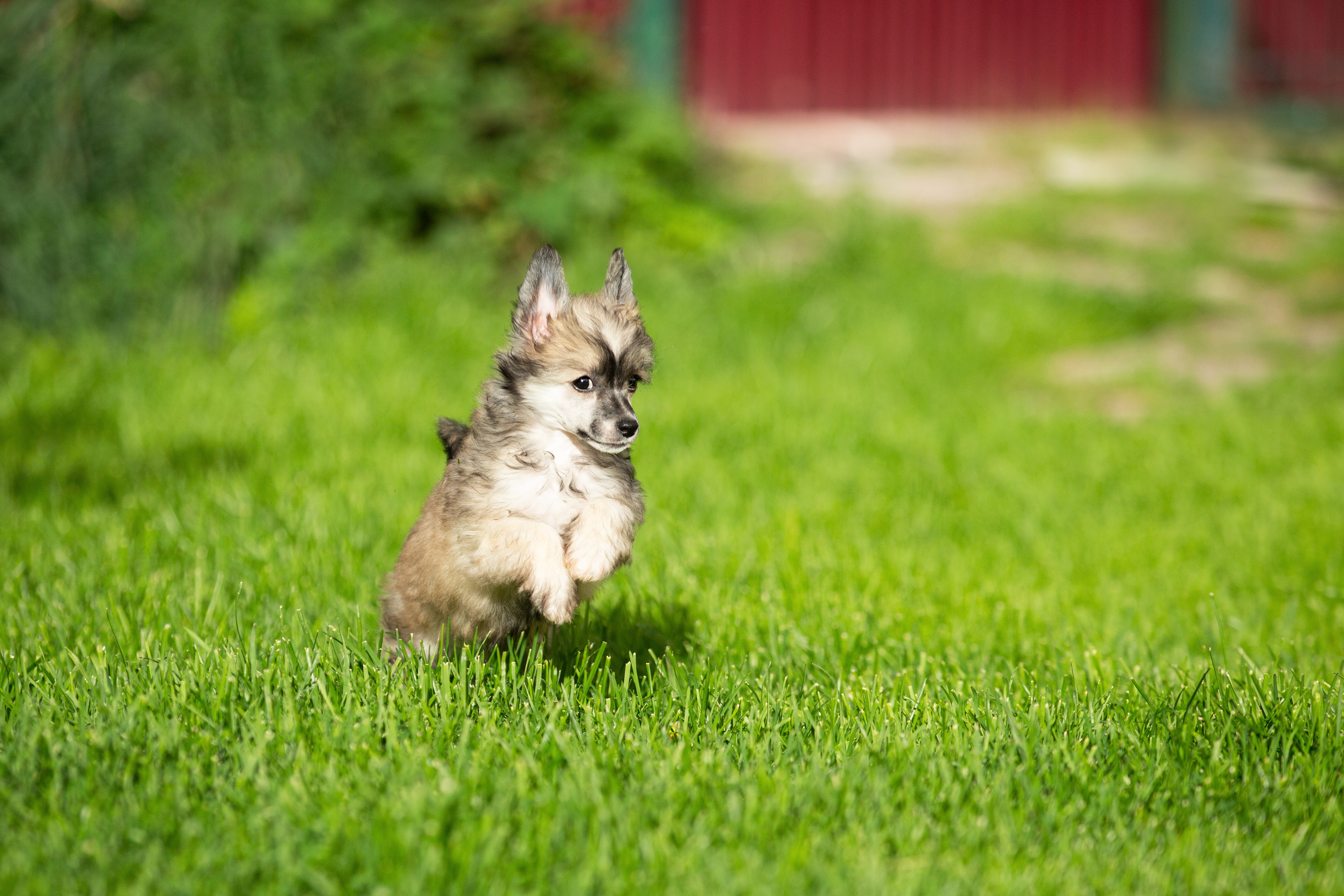 Chinese crested powderpuff Chinese crested powderpuff