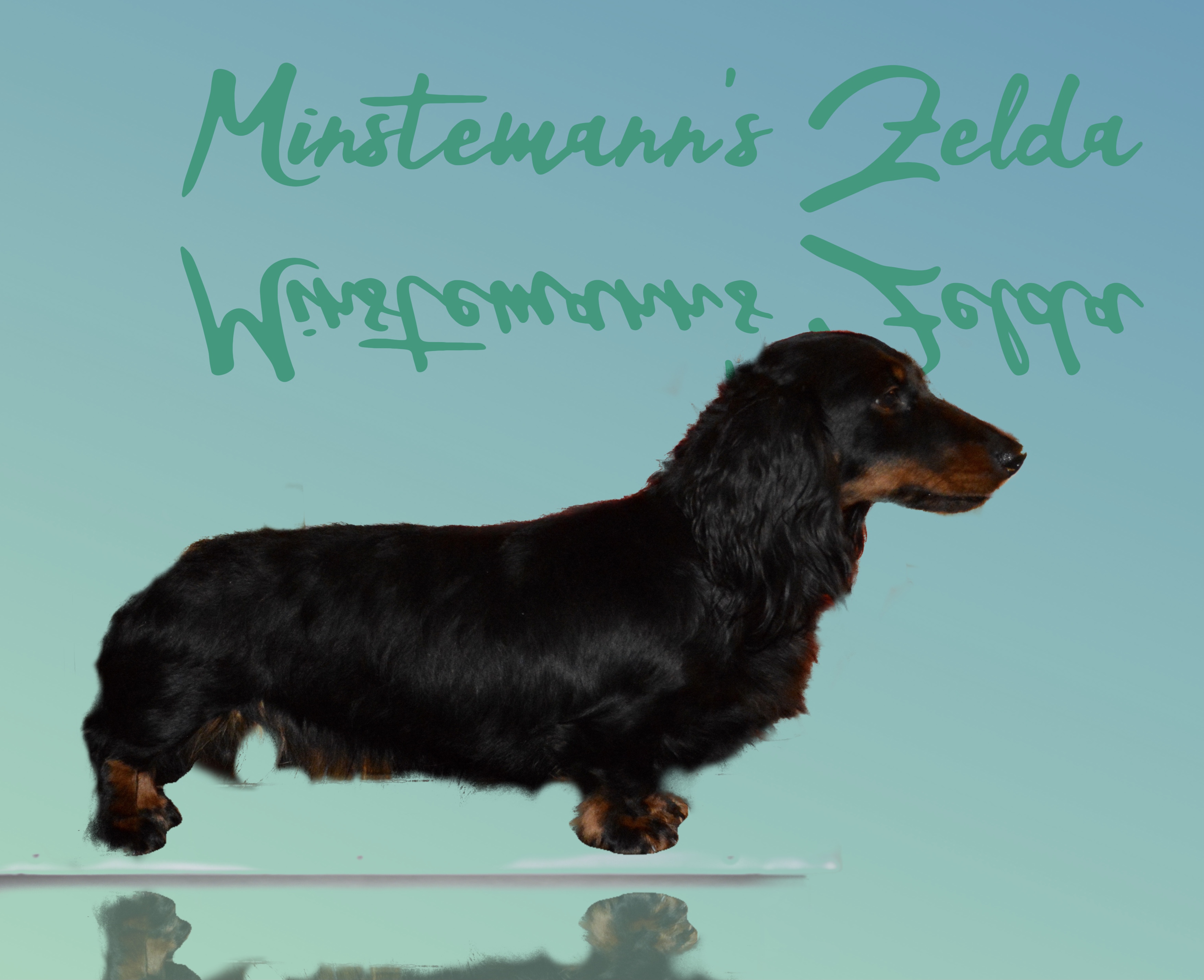 Minstemann’s Zelda Minstemann’s Zelda
