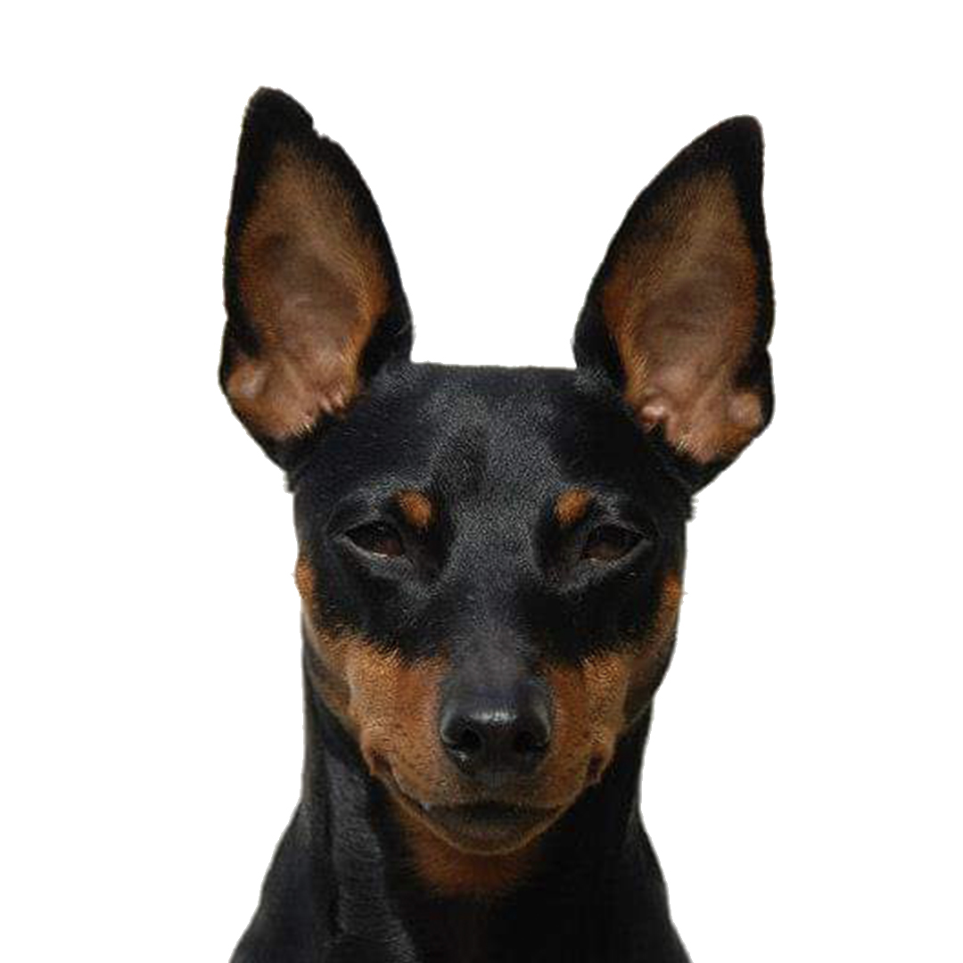 Dvergpinscher Dvergpinscher