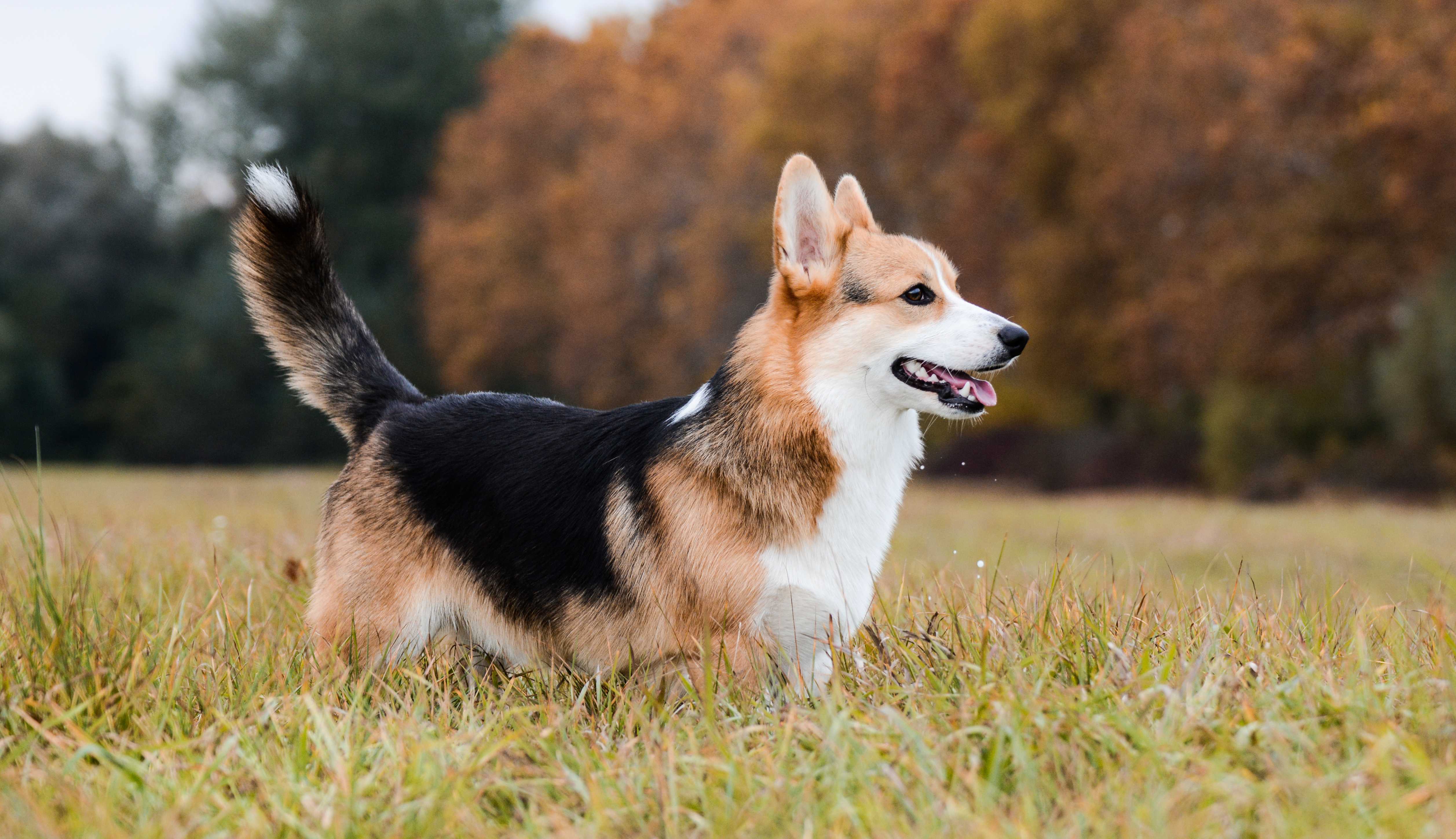 Welsh corgi pembroke Welsh corgi pembroke