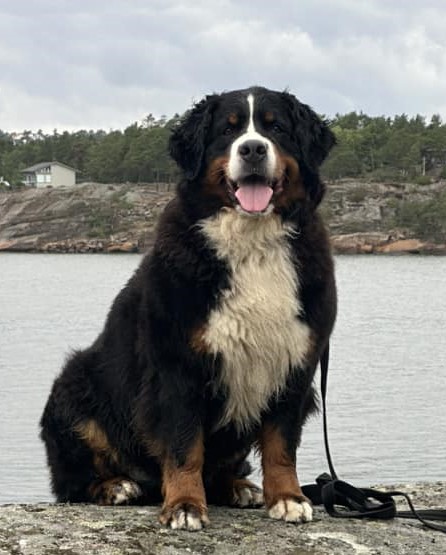 Hirra Av Doamis Hirra Av Doamis