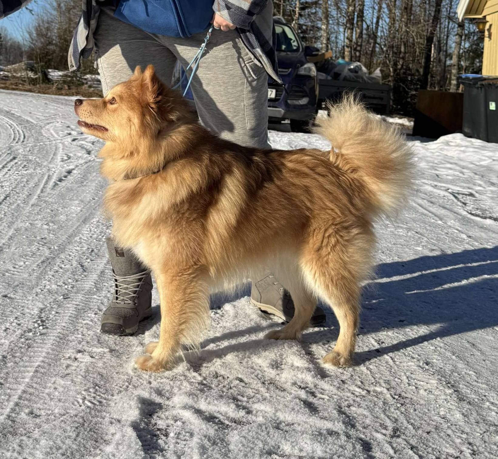 Rufus Rufus