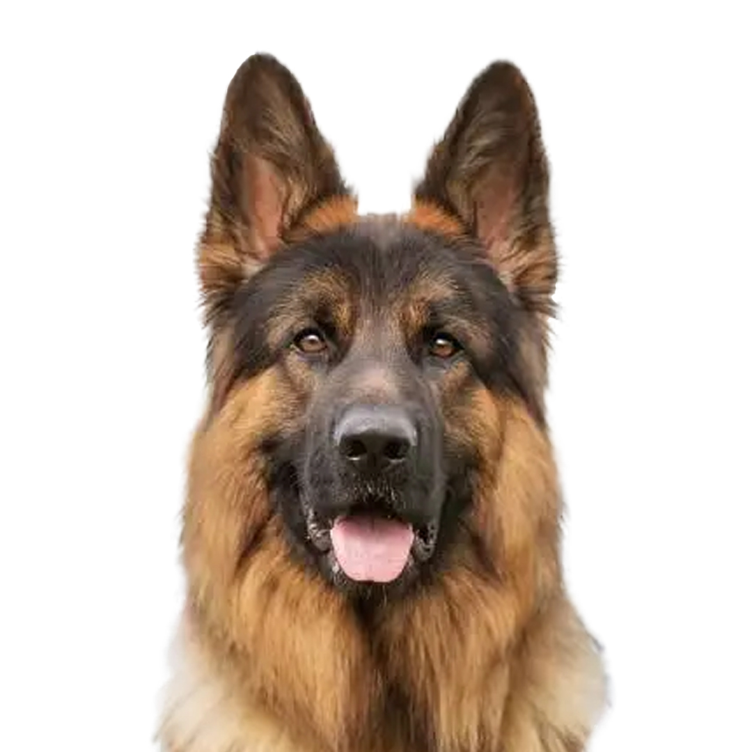 Schäferhund langhår Schäferhund langhår