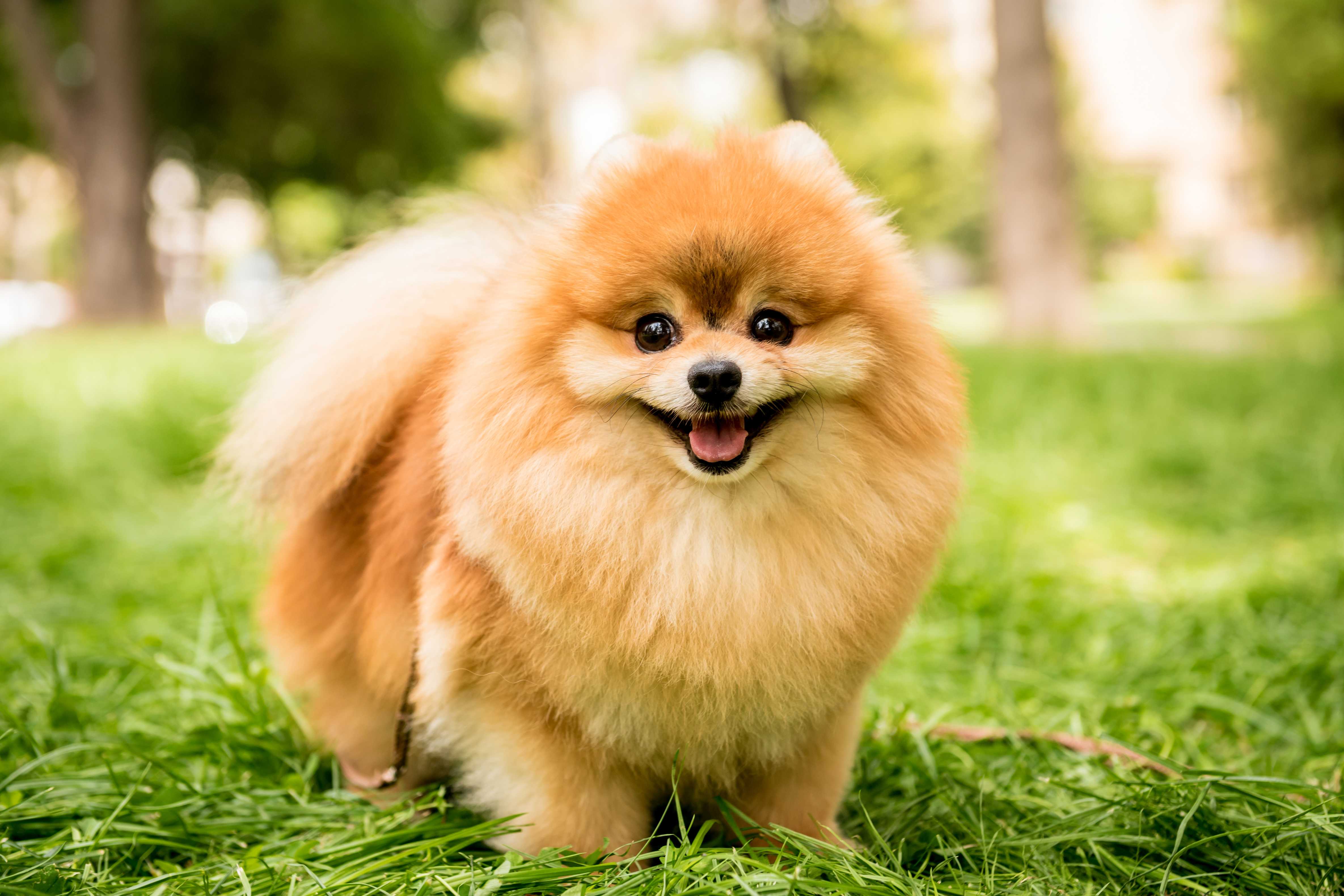 Pomeranian Pomeranian