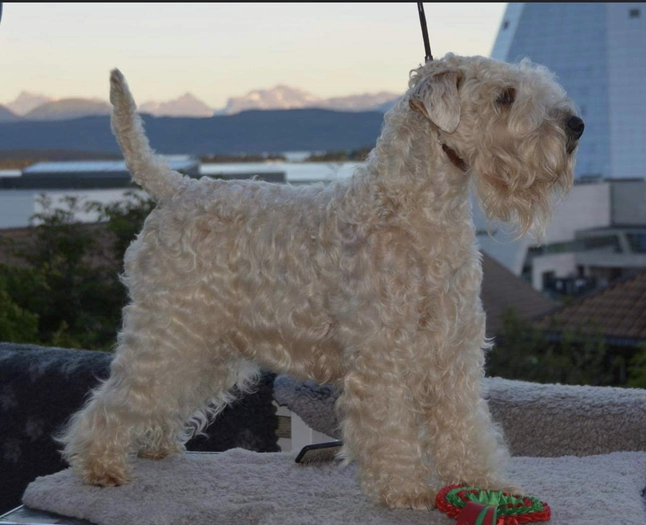 Wheatenhamran’s Neva Wheatenhamran’s Neva