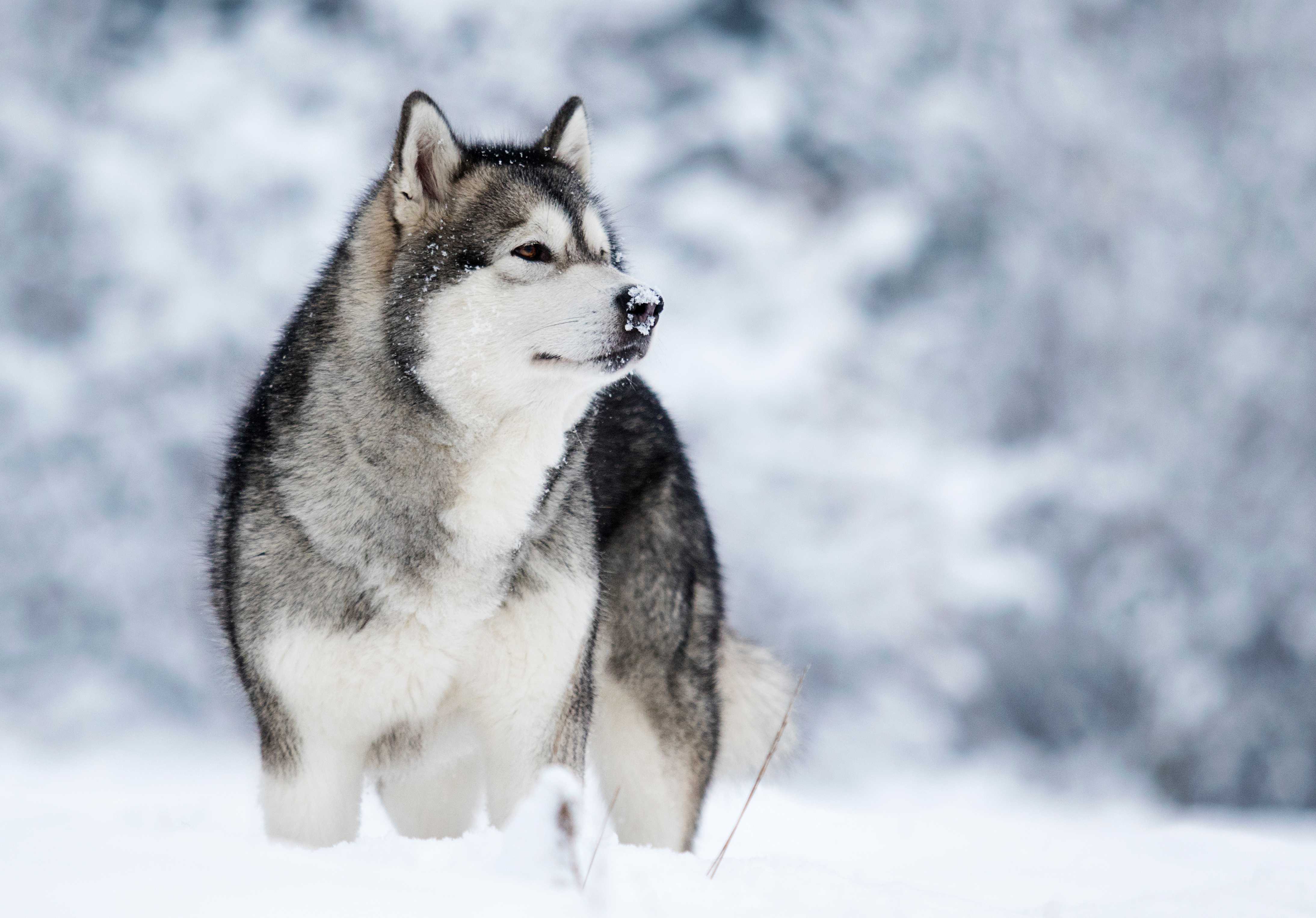Alaskan malamute Alaskan malamute