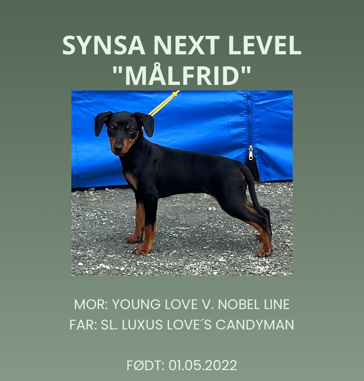 Synsa Next Level Synsa Next Level
