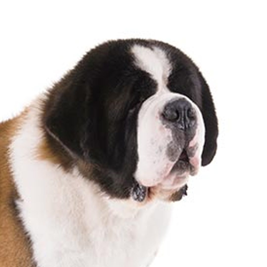 Sankt bernhardshund langhåret Sankt bernhardshund langhåret