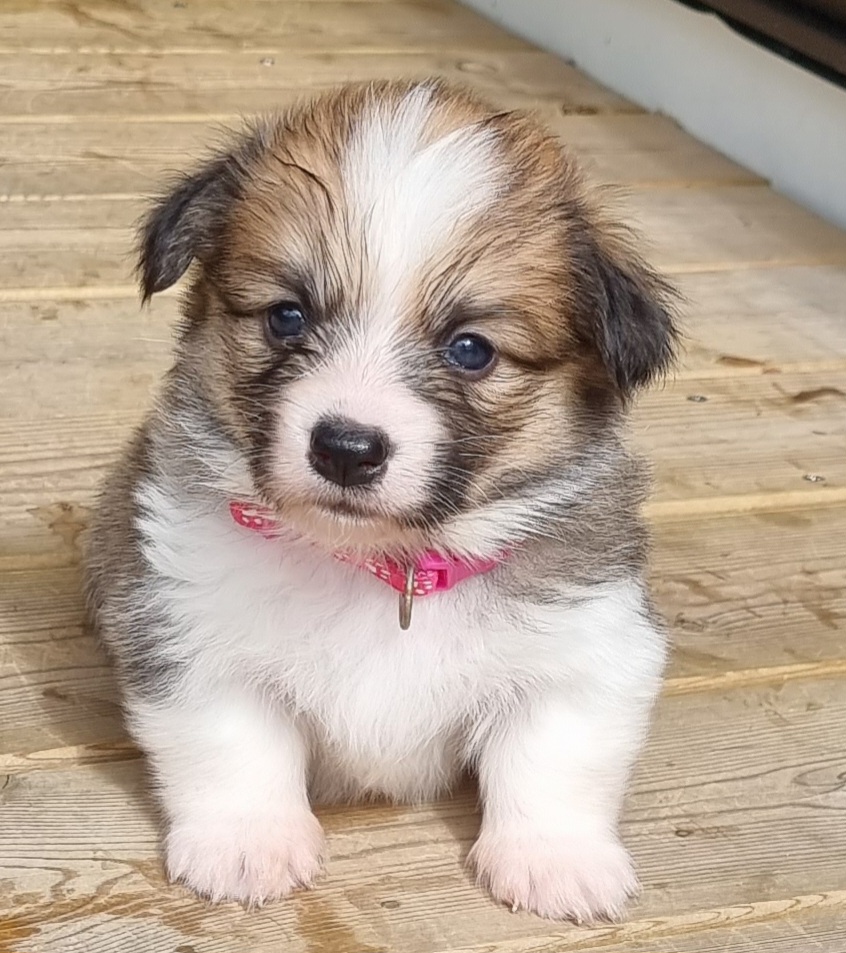 Rosa Rosa