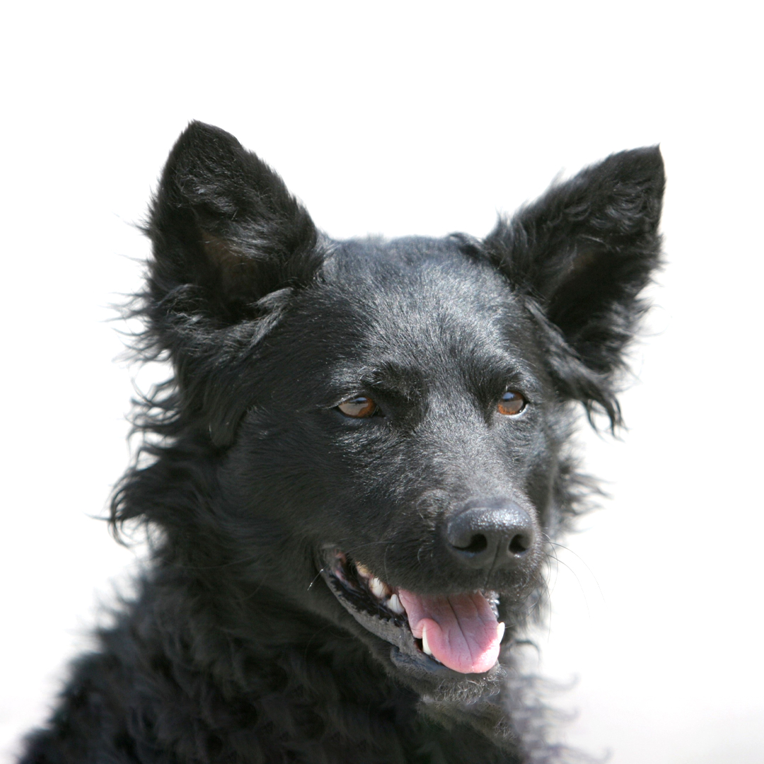 Kroatisk gjeterhund Kroatisk gjeterhund