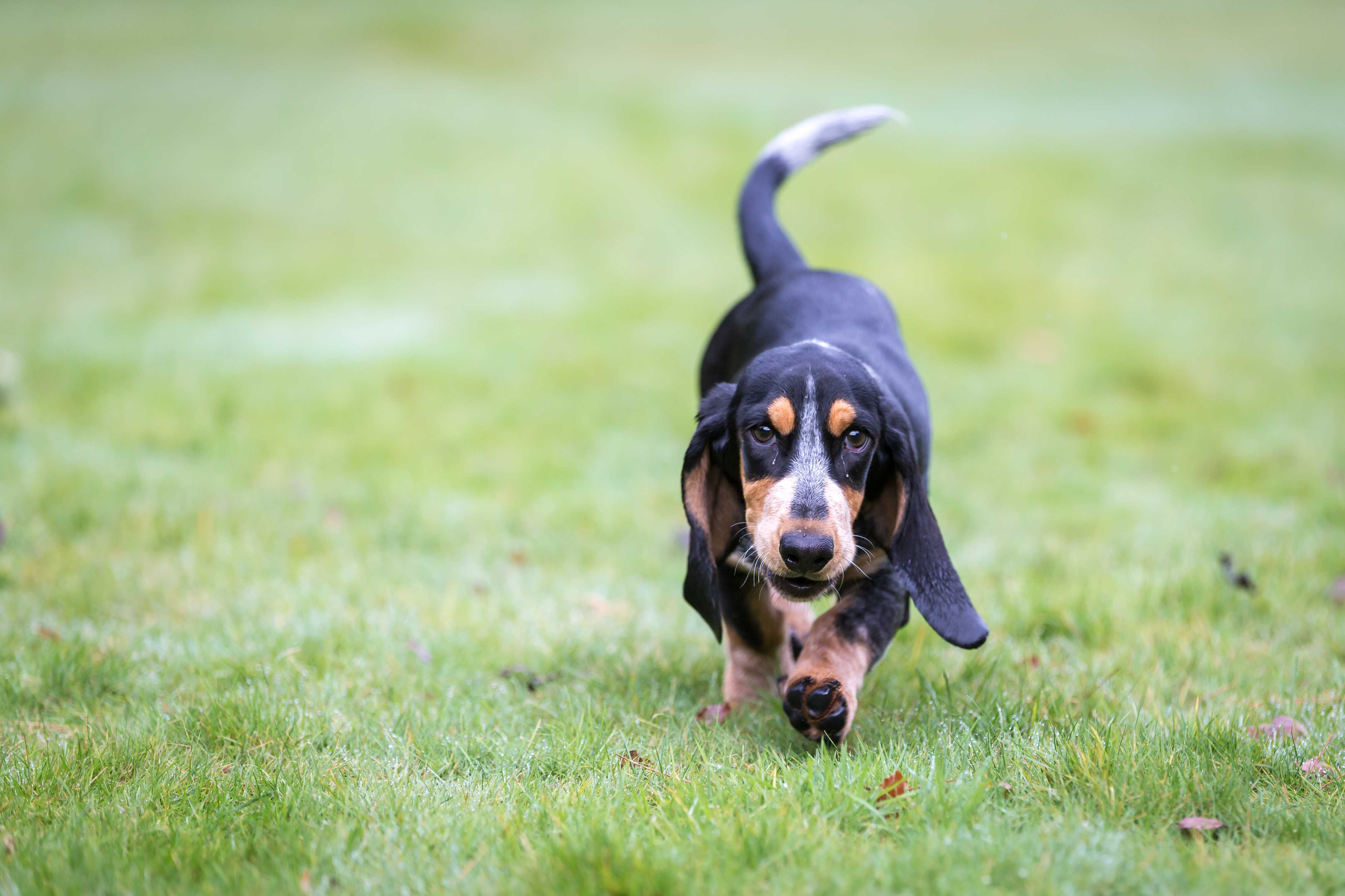 Basset Bleu de Gascogne Basset Bleu de Gascogne