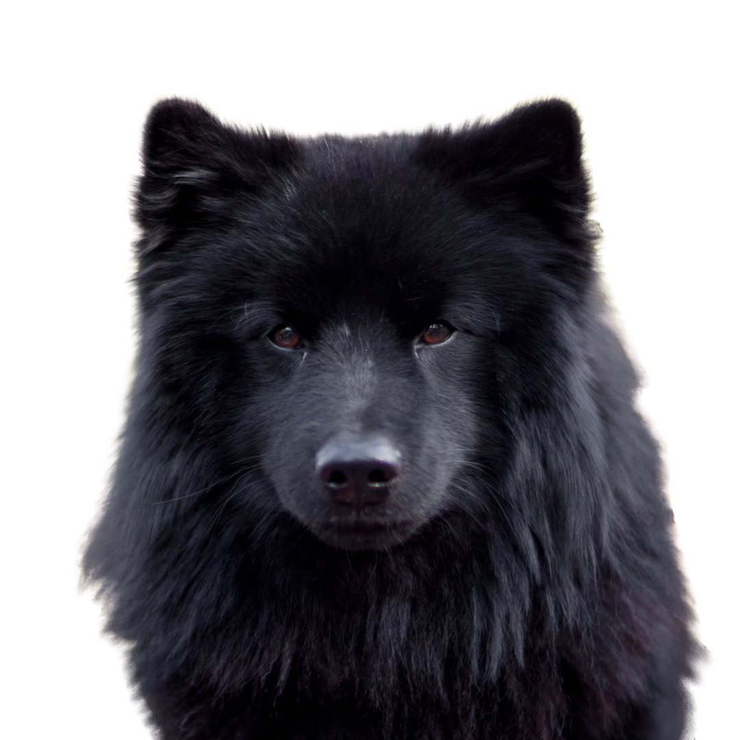 Svensk lapphund Svensk lapphund