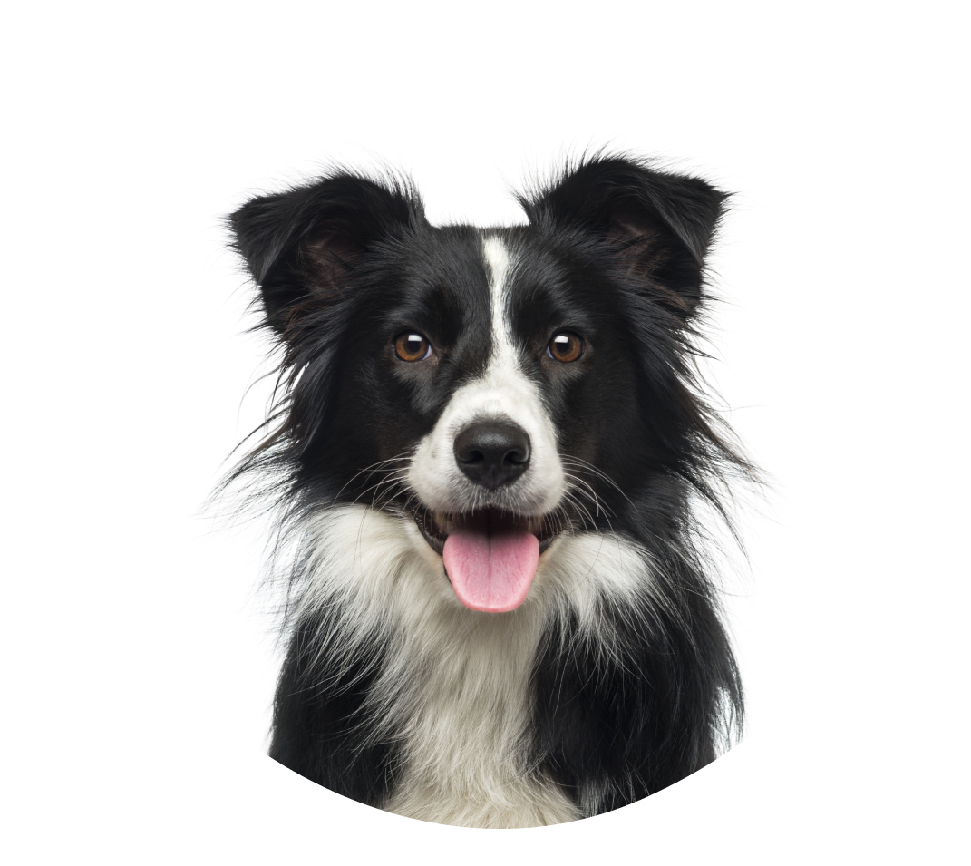 Bli med på reisen mot en mer åpen hundeverden! Bli med på reisen mot en mer åpen hundeverden!