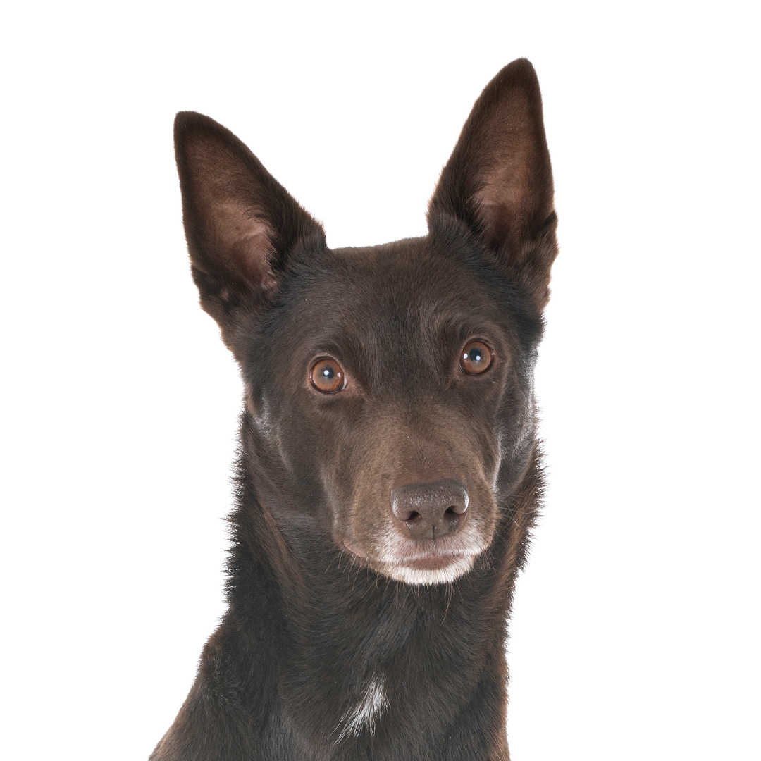 Australsk kelpie