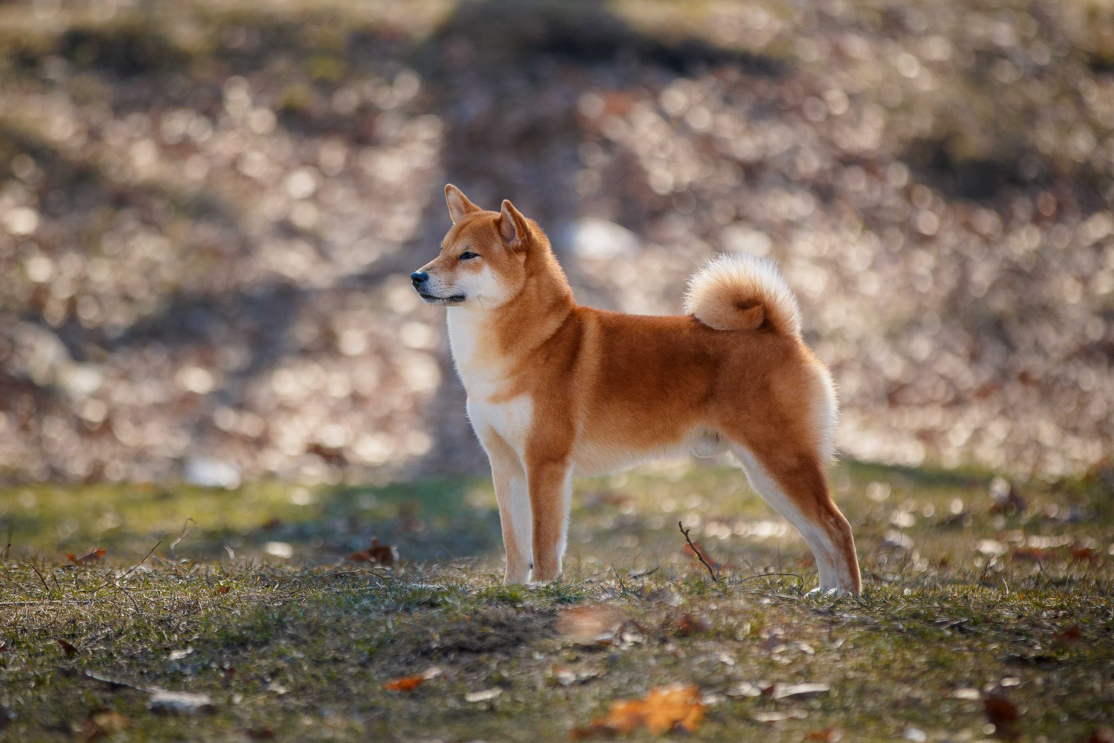 Shiba Shiba