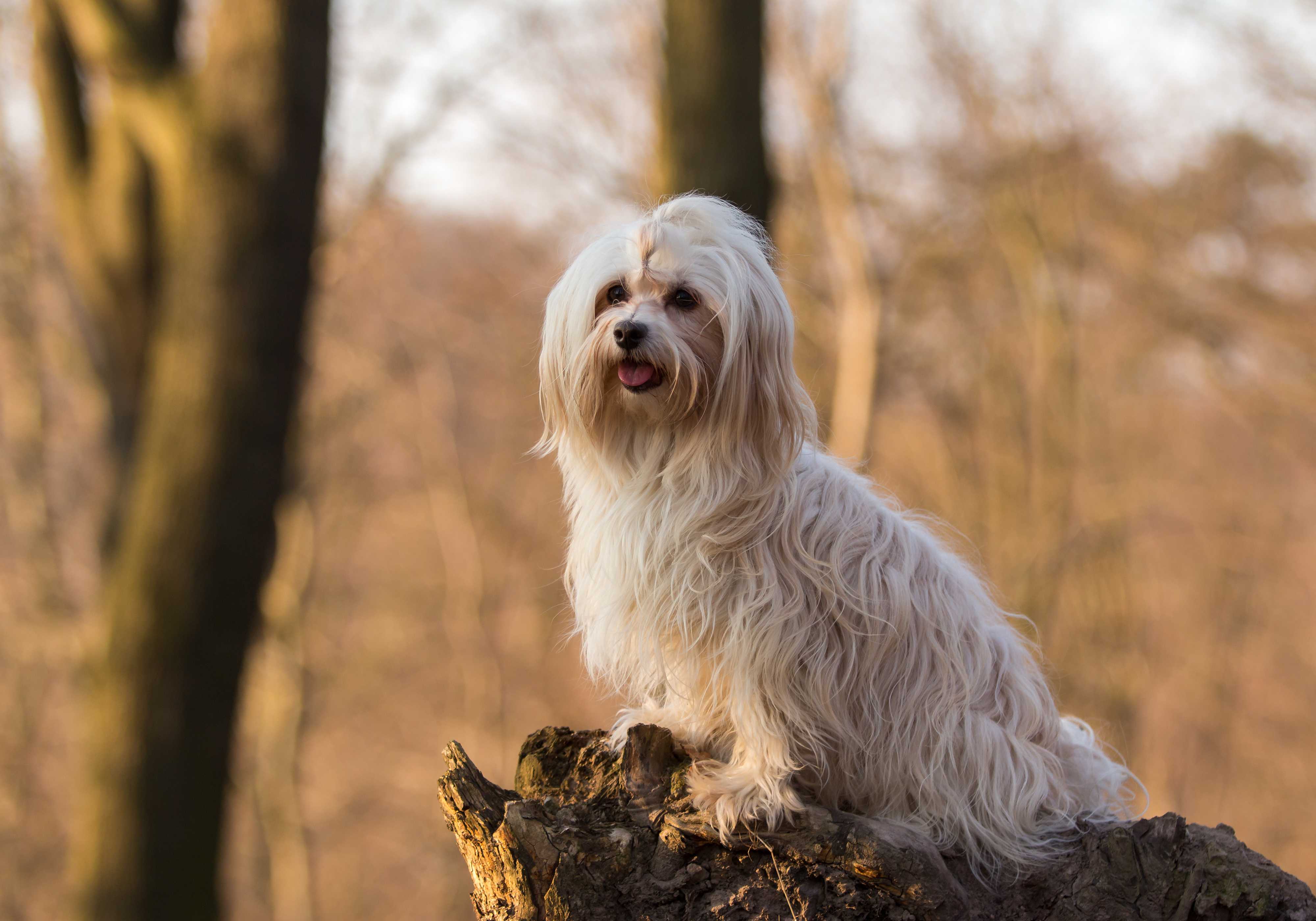 Bichon havanais Bichon havanais