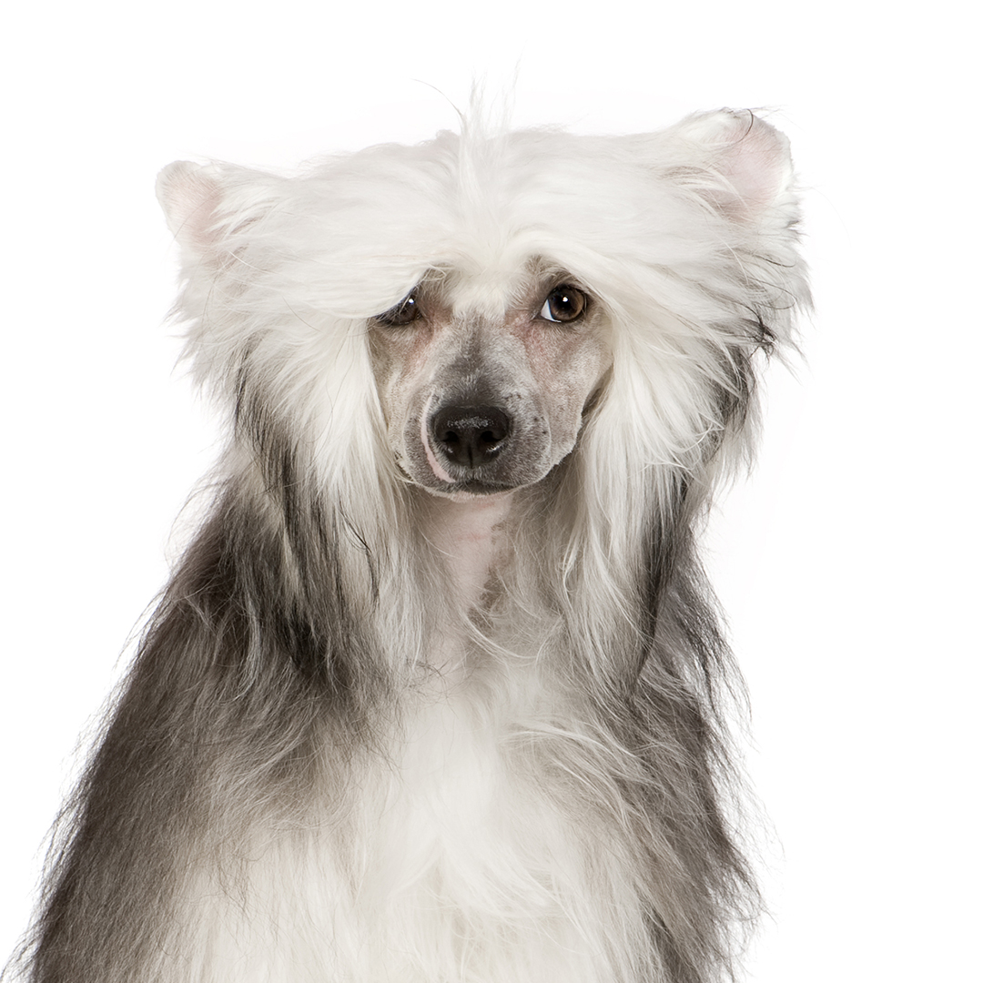 Chinese crested powderpuff Chinese crested powderpuff