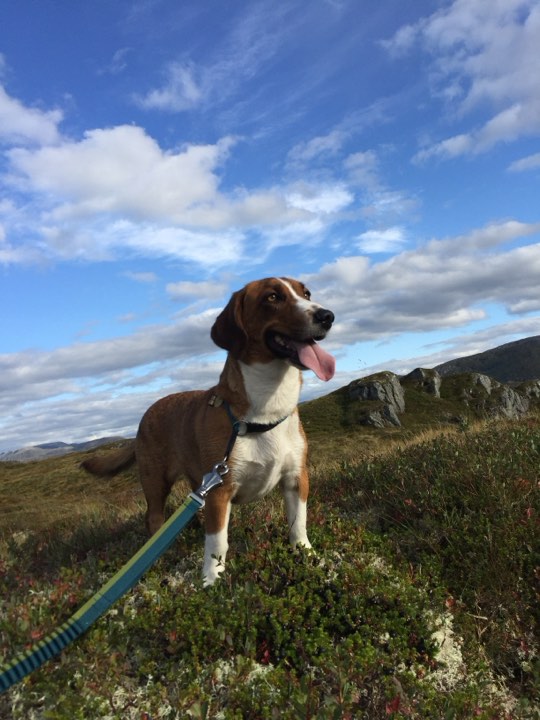 Bakkeskogen's Ibux Bakkeskogen's Ibux