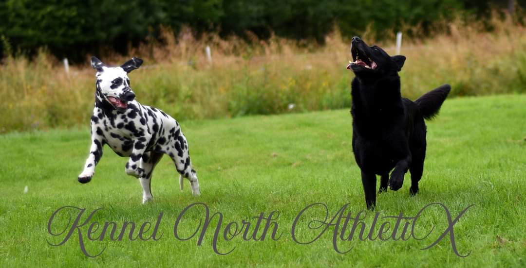 North AthletiX 