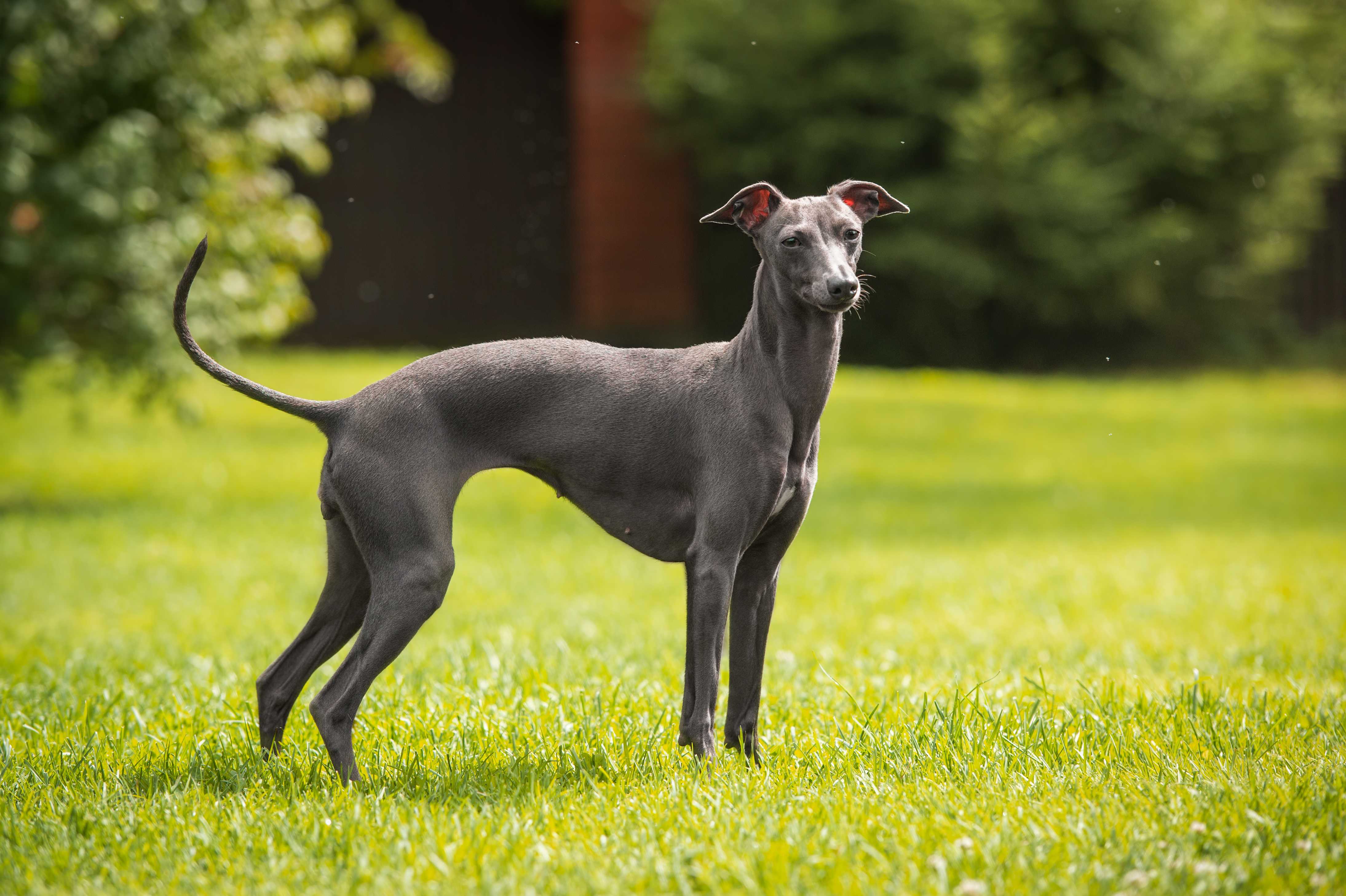 Greyhound Greyhound
