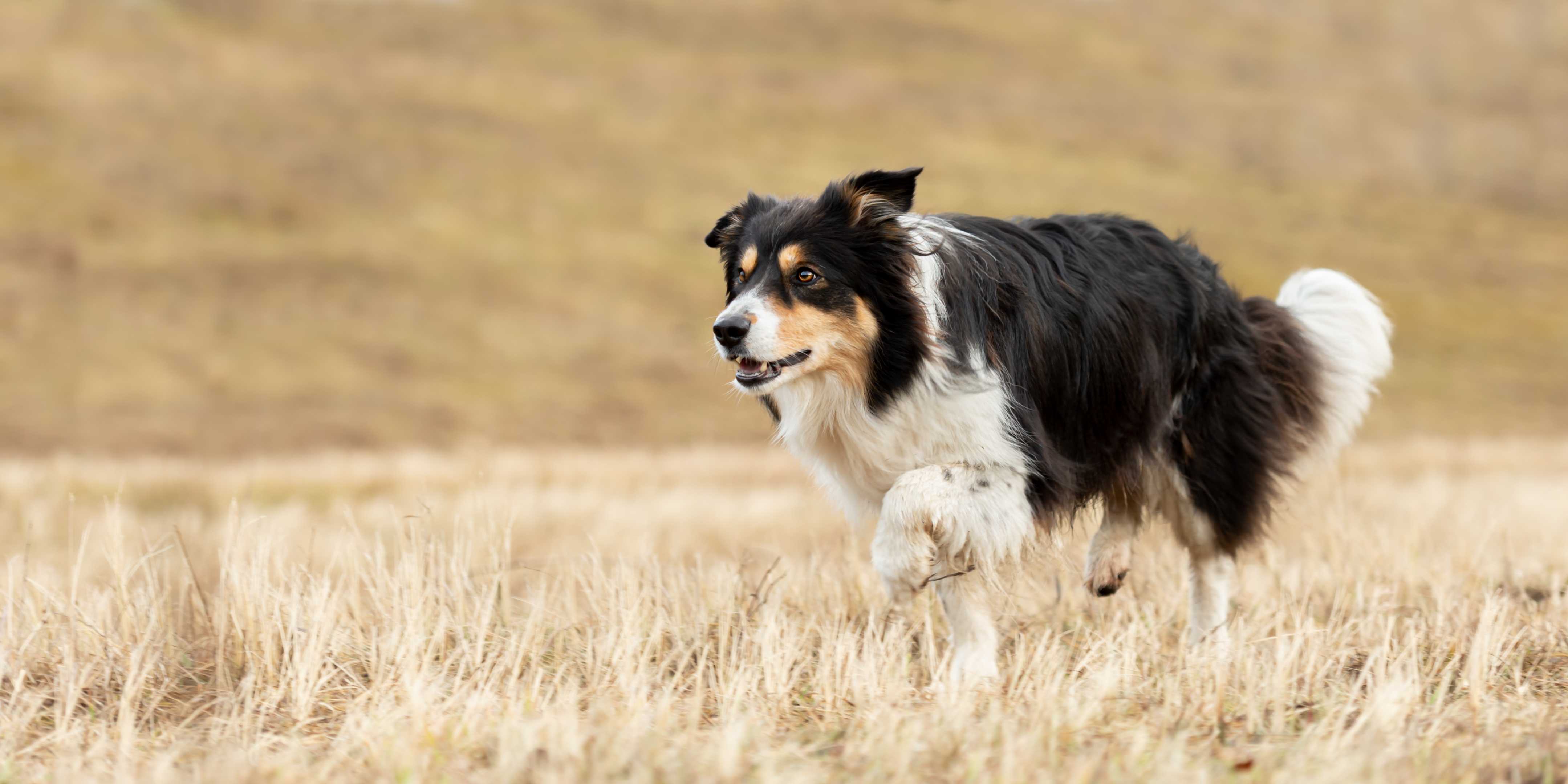 Border collie Border collie