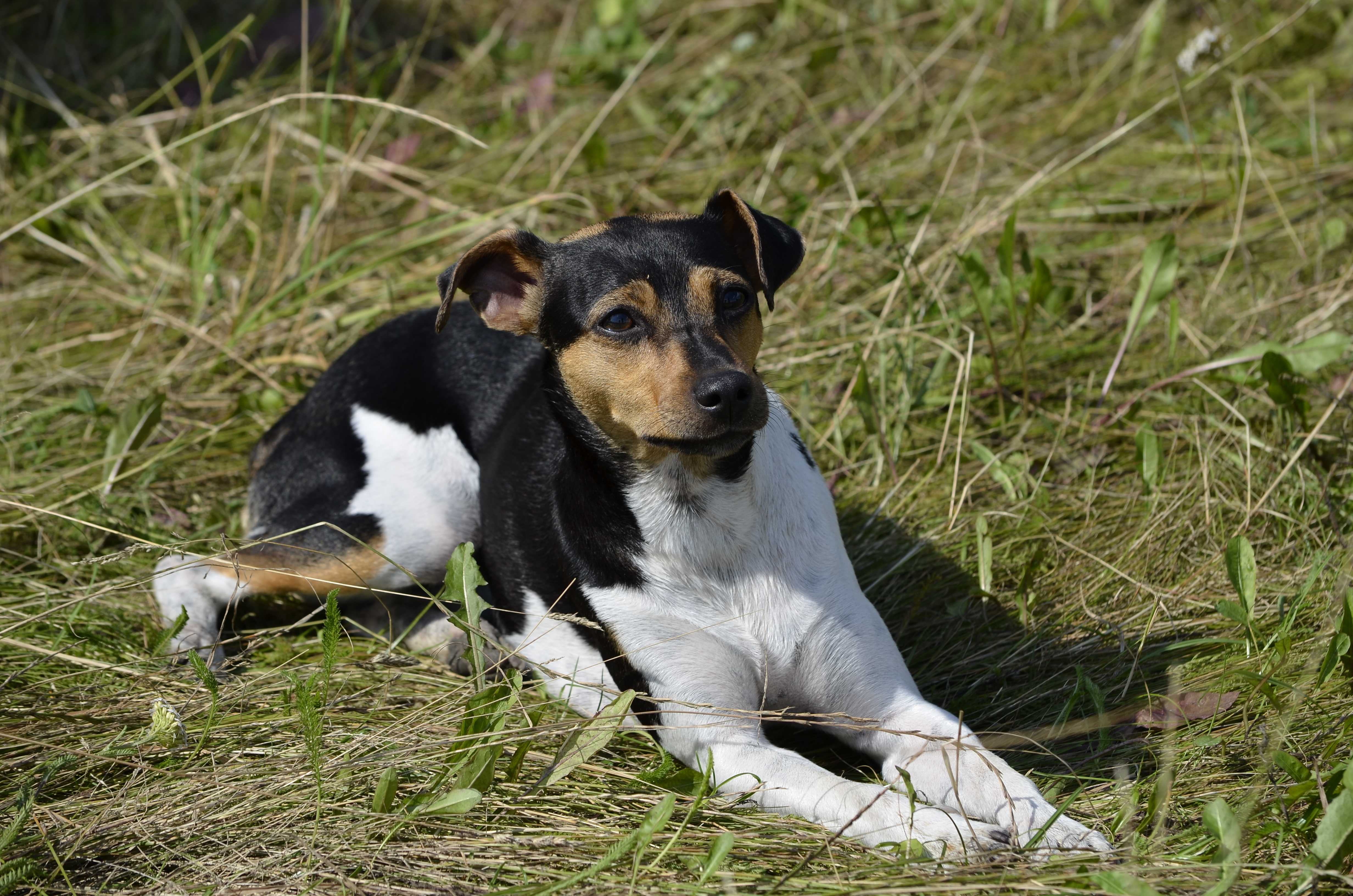 Brasiliansk terrier Brasiliansk terrier