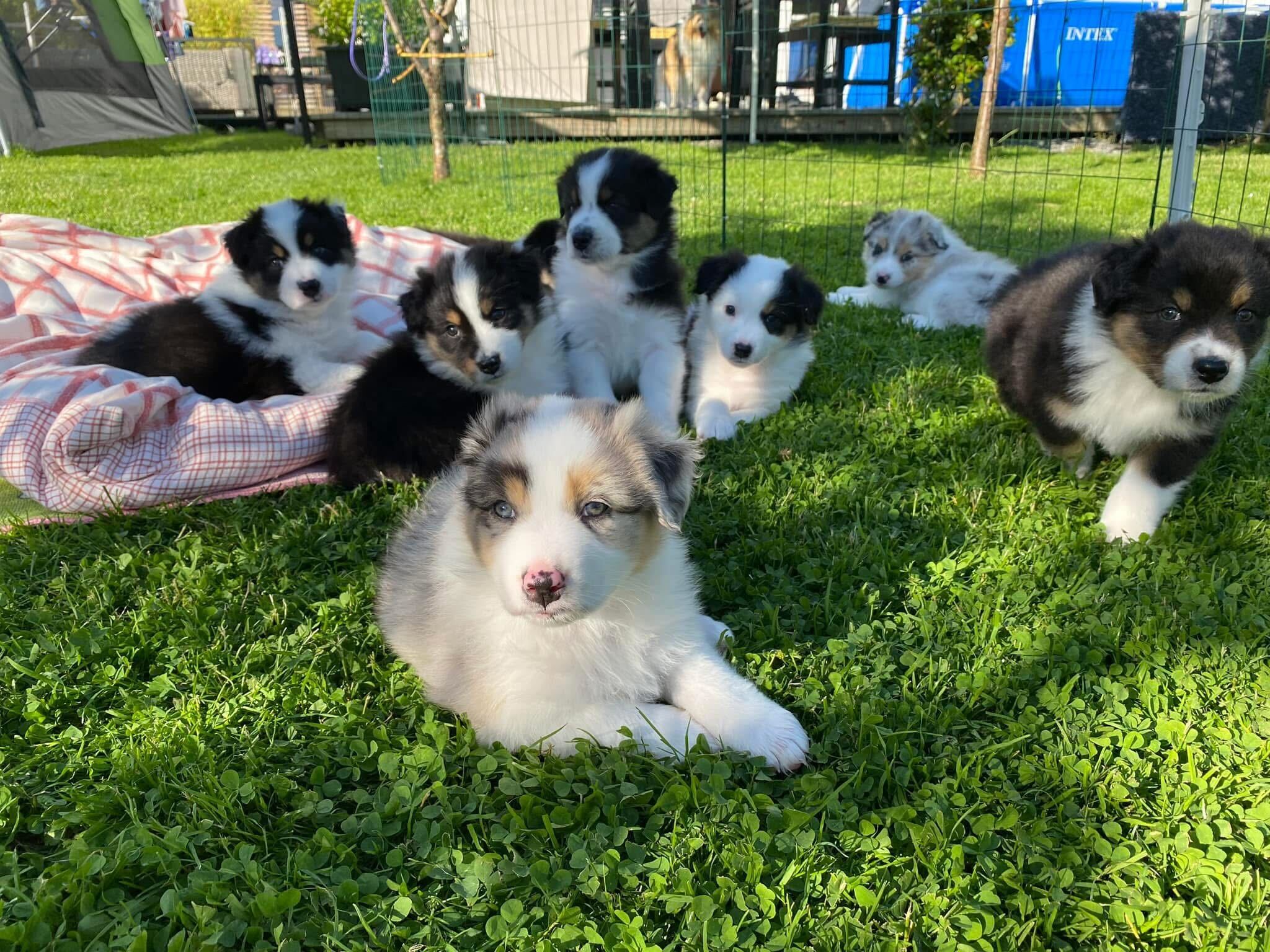 Kennel Kysthyrden - Oppdrett av Australian Shepherd og Shetland Sheepdog Kennel Kysthyrden - Oppdrett av Australian Shepherd og Shetland Sheepdog
