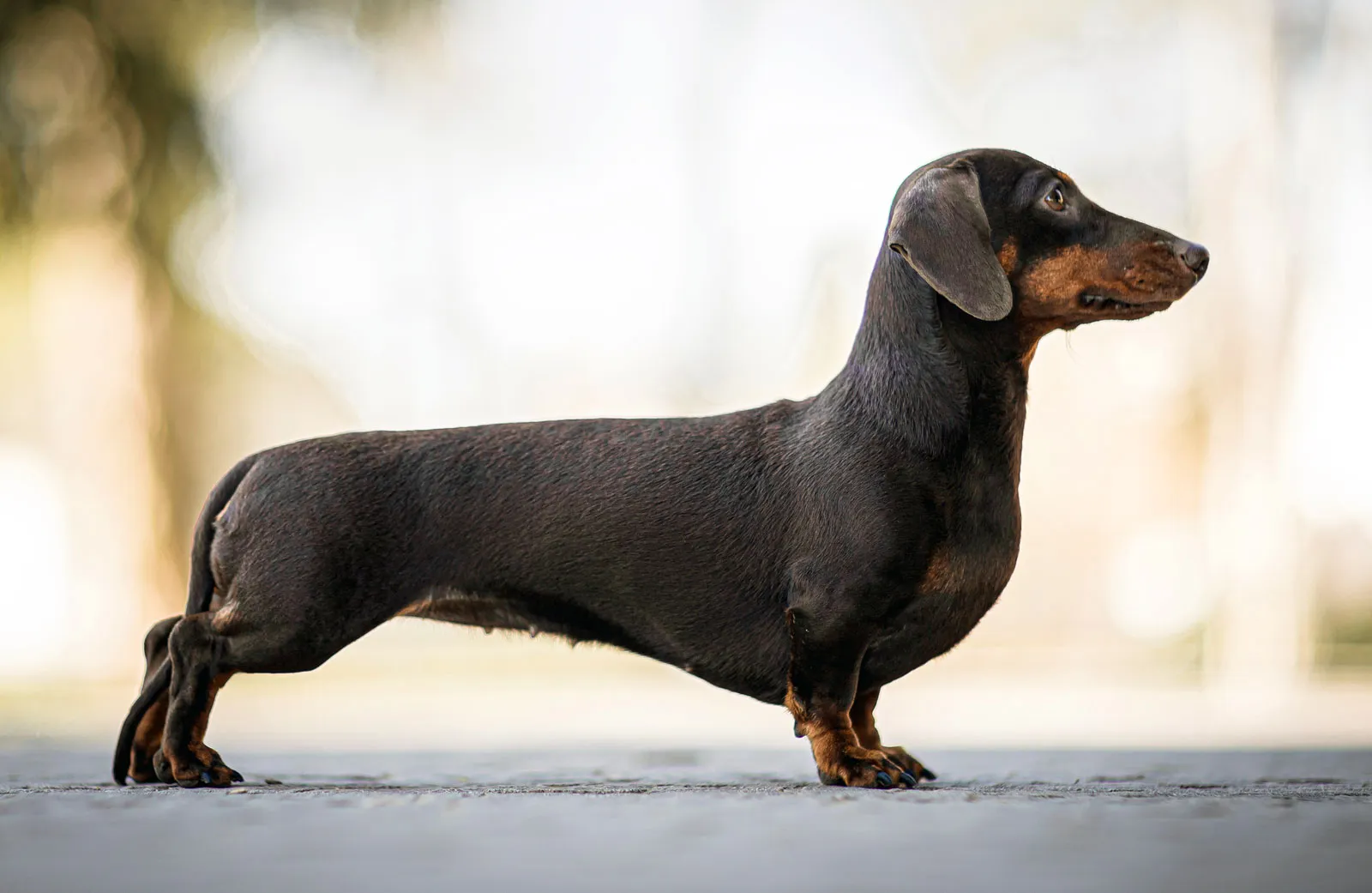 Dvergdachshund korthåret Dvergdachshund korthåret