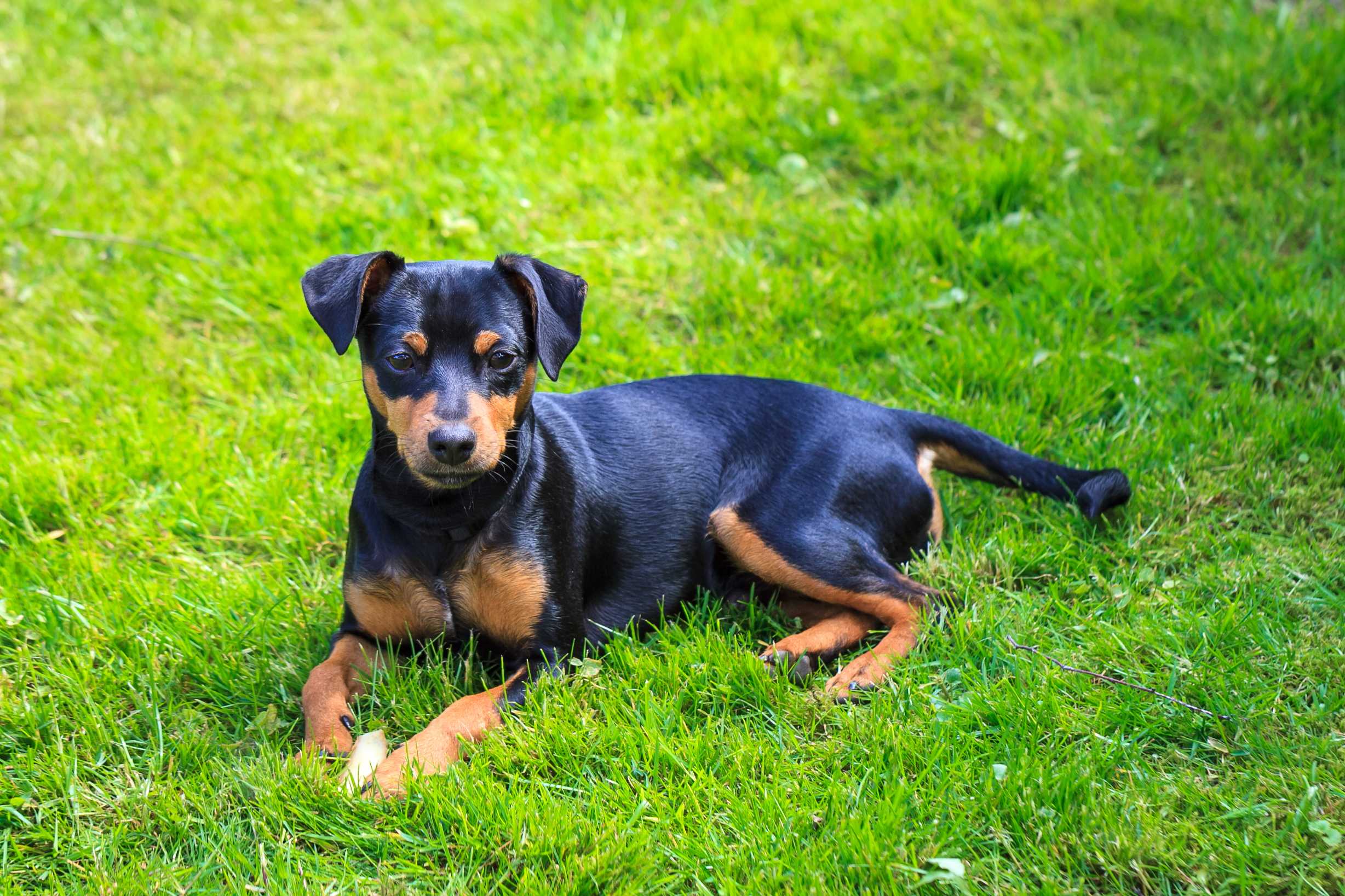 Dvergpinscher Dvergpinscher