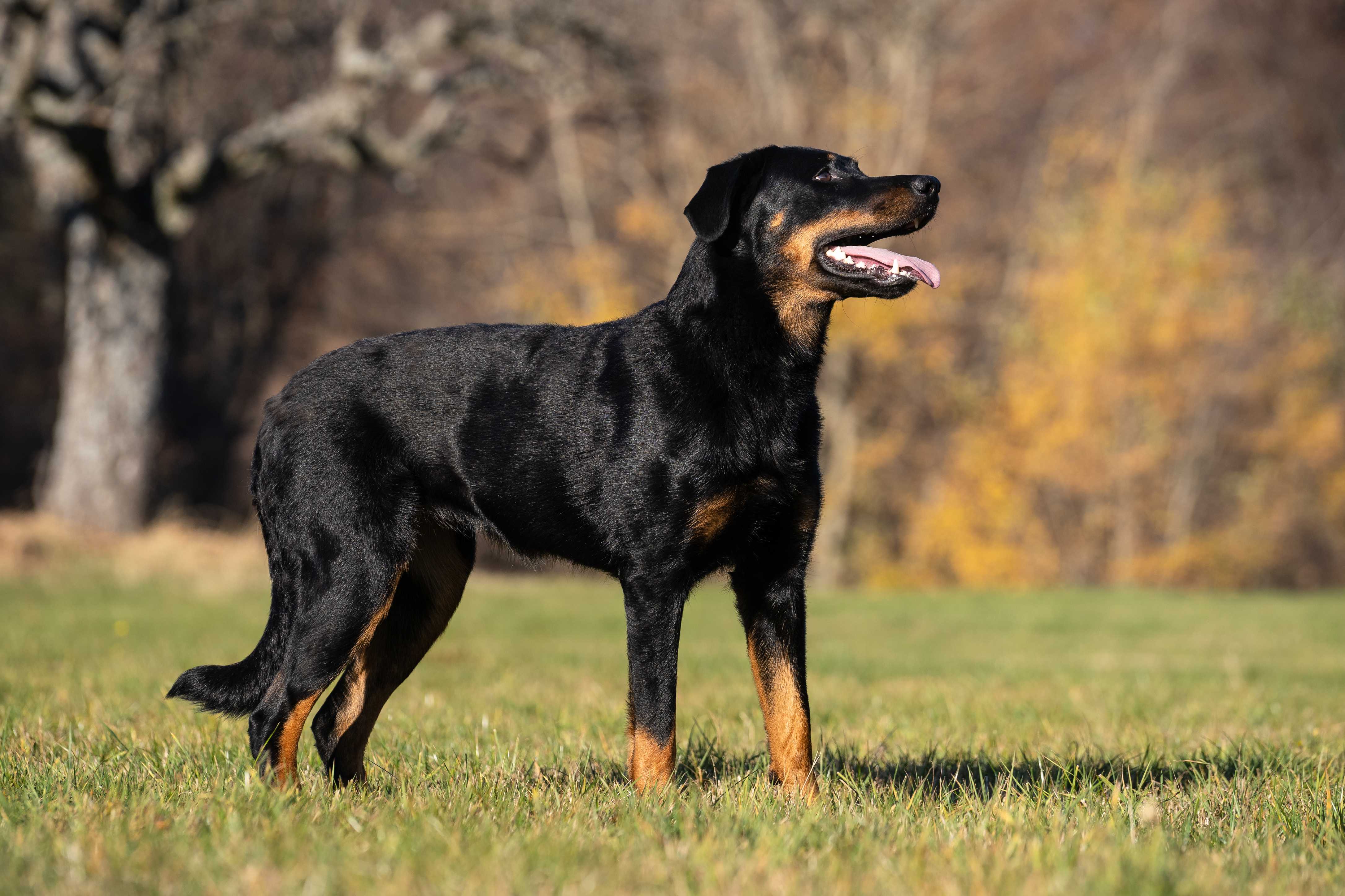 Beauceron Beauceron