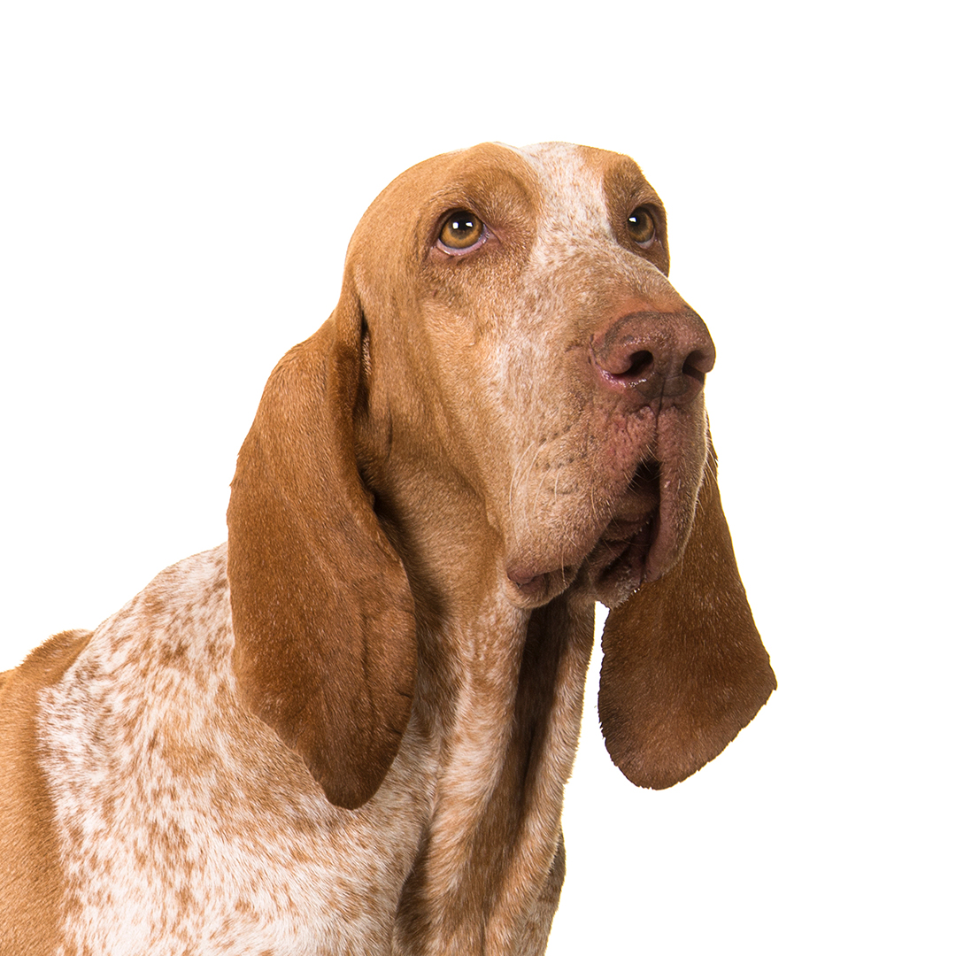 Bracco italiano Bracco italiano