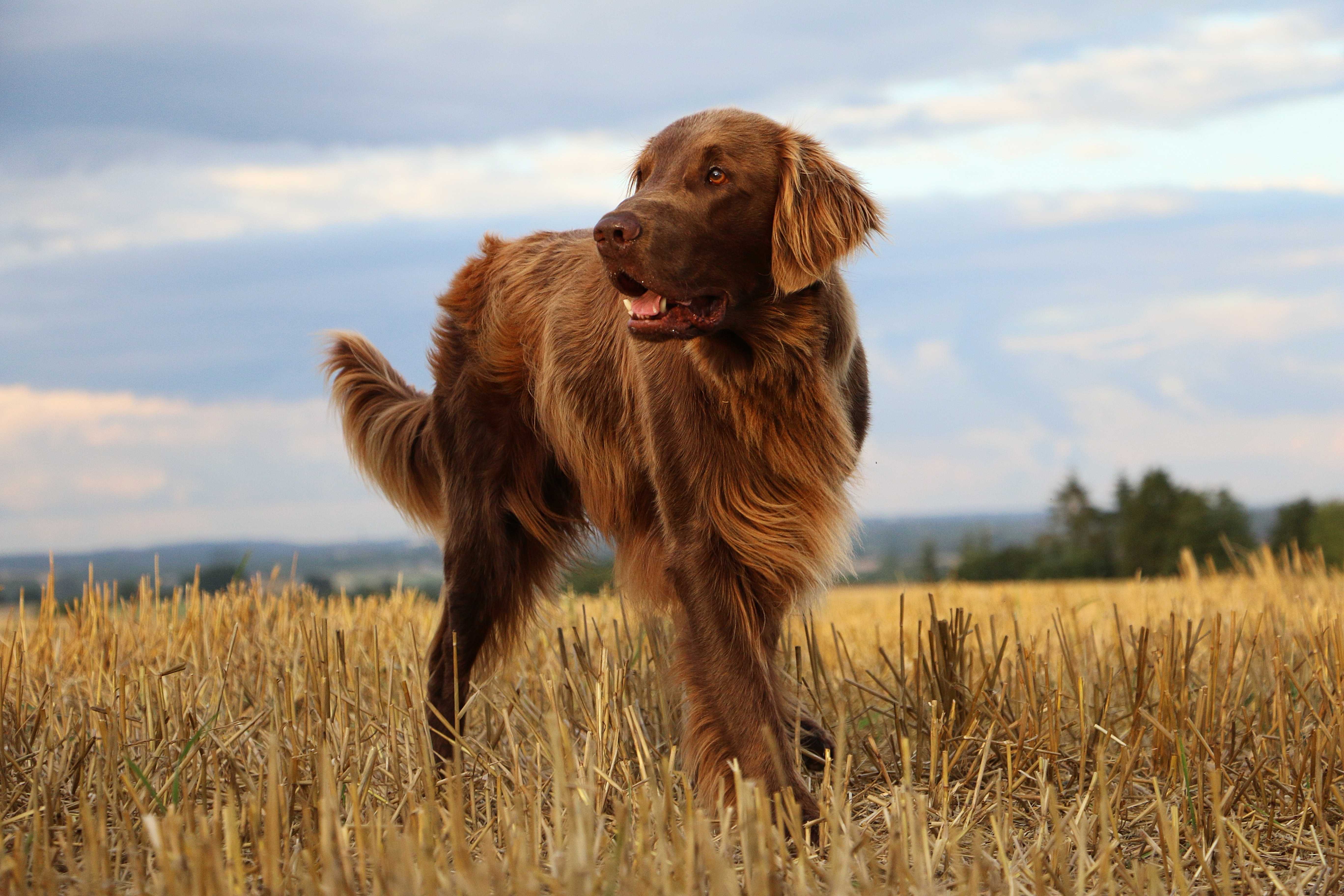 Flat coated retriever Flat coated retriever