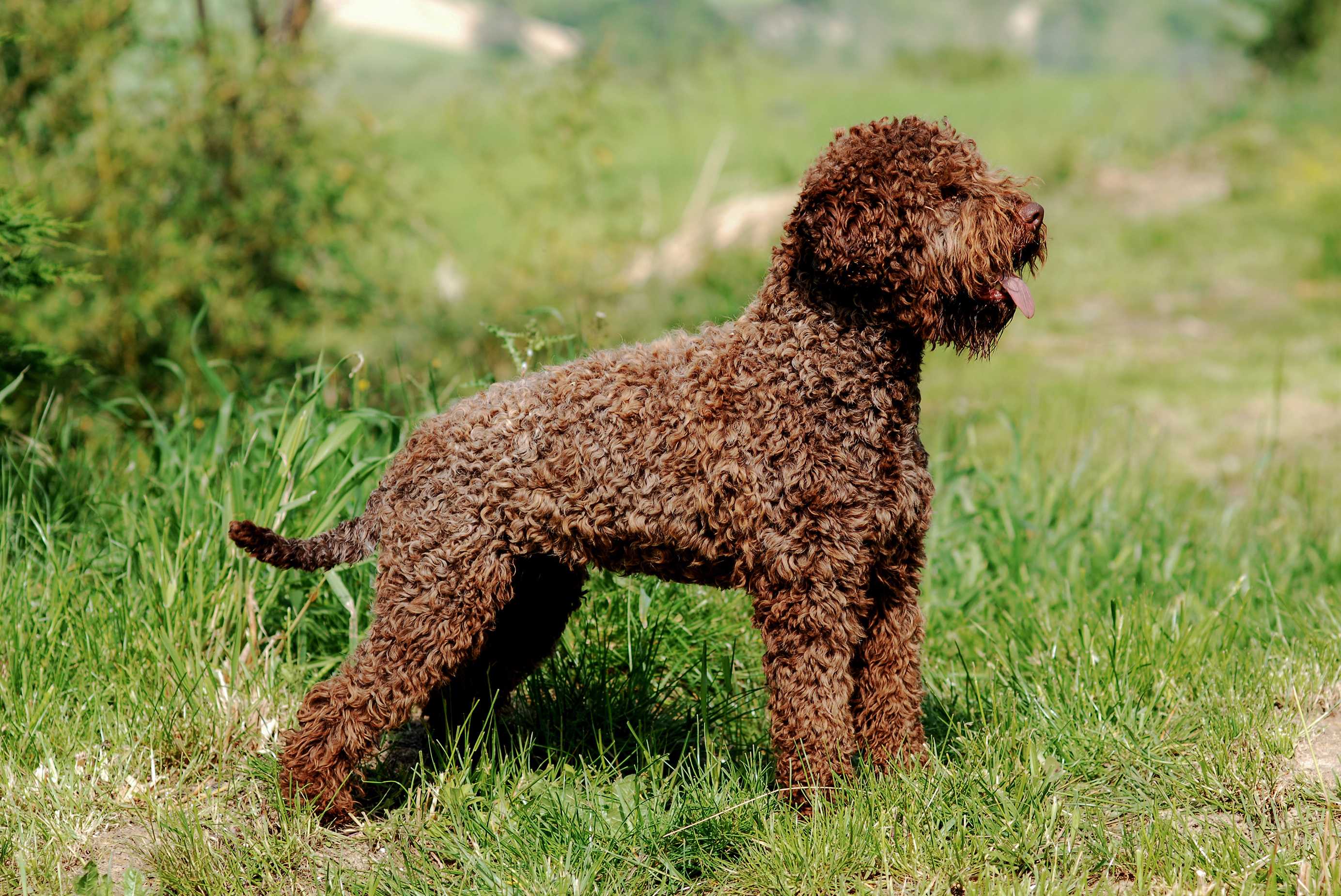 Lagotto romagnolo Lagotto romagnolo