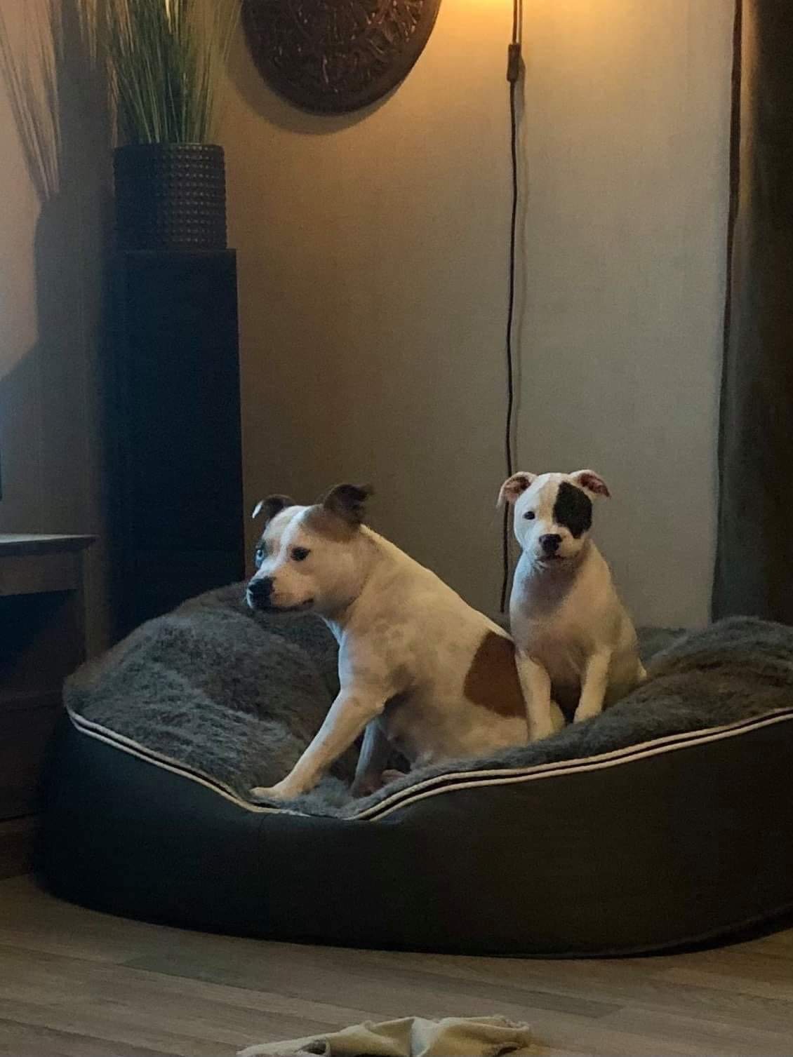 Dakota Dakota