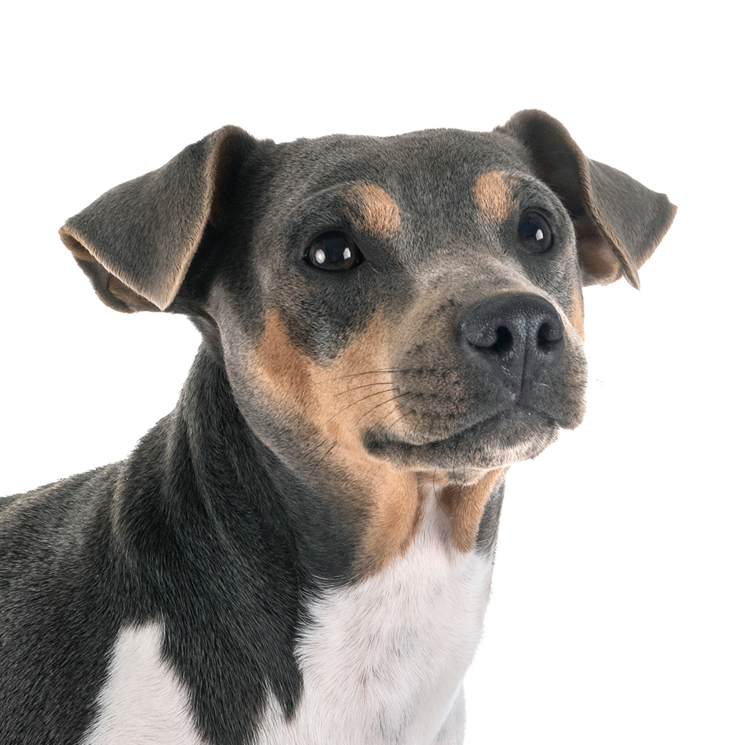 Brasiliansk terrier Brasiliansk terrier